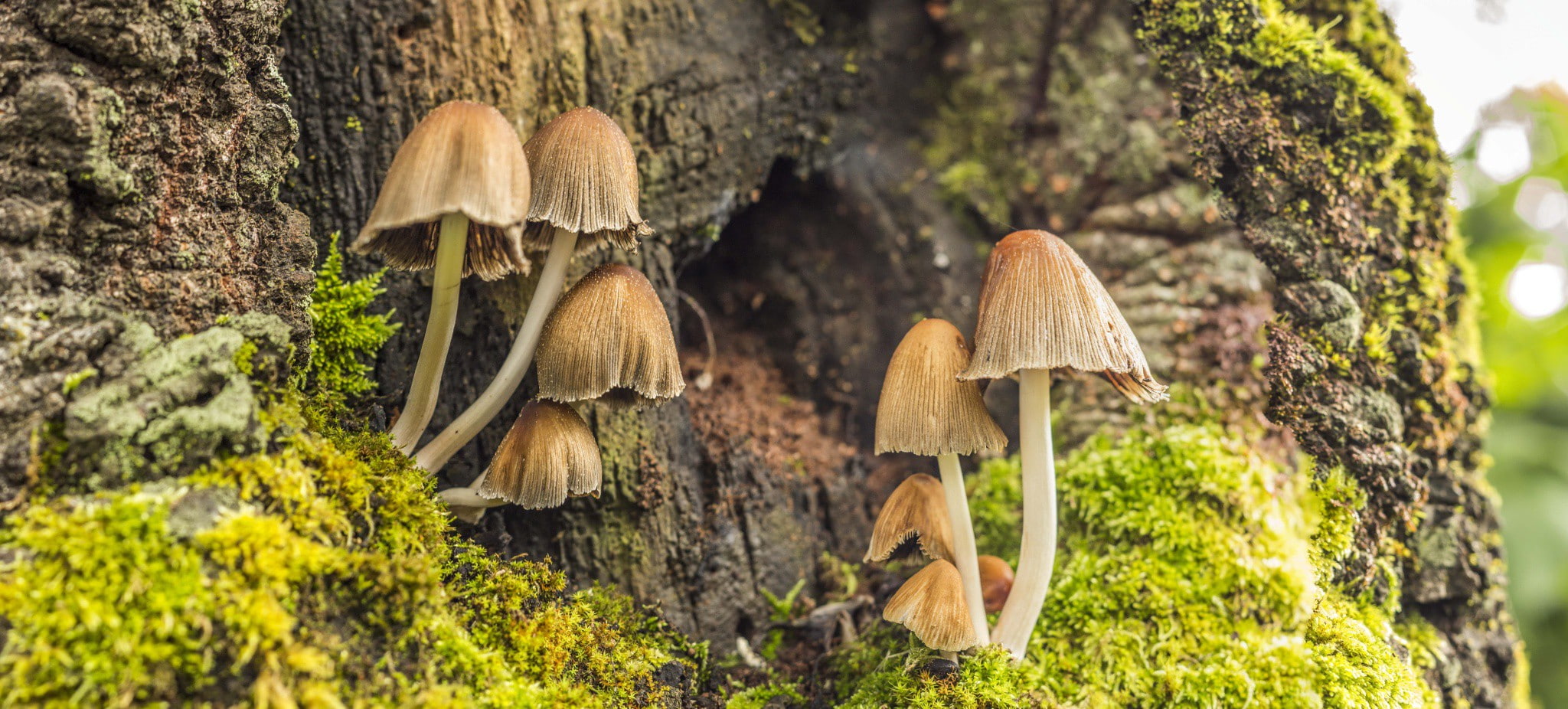 guatemala, volcan san pedro, 1080P, fungi, panajachel, feet, HD Wallpaper