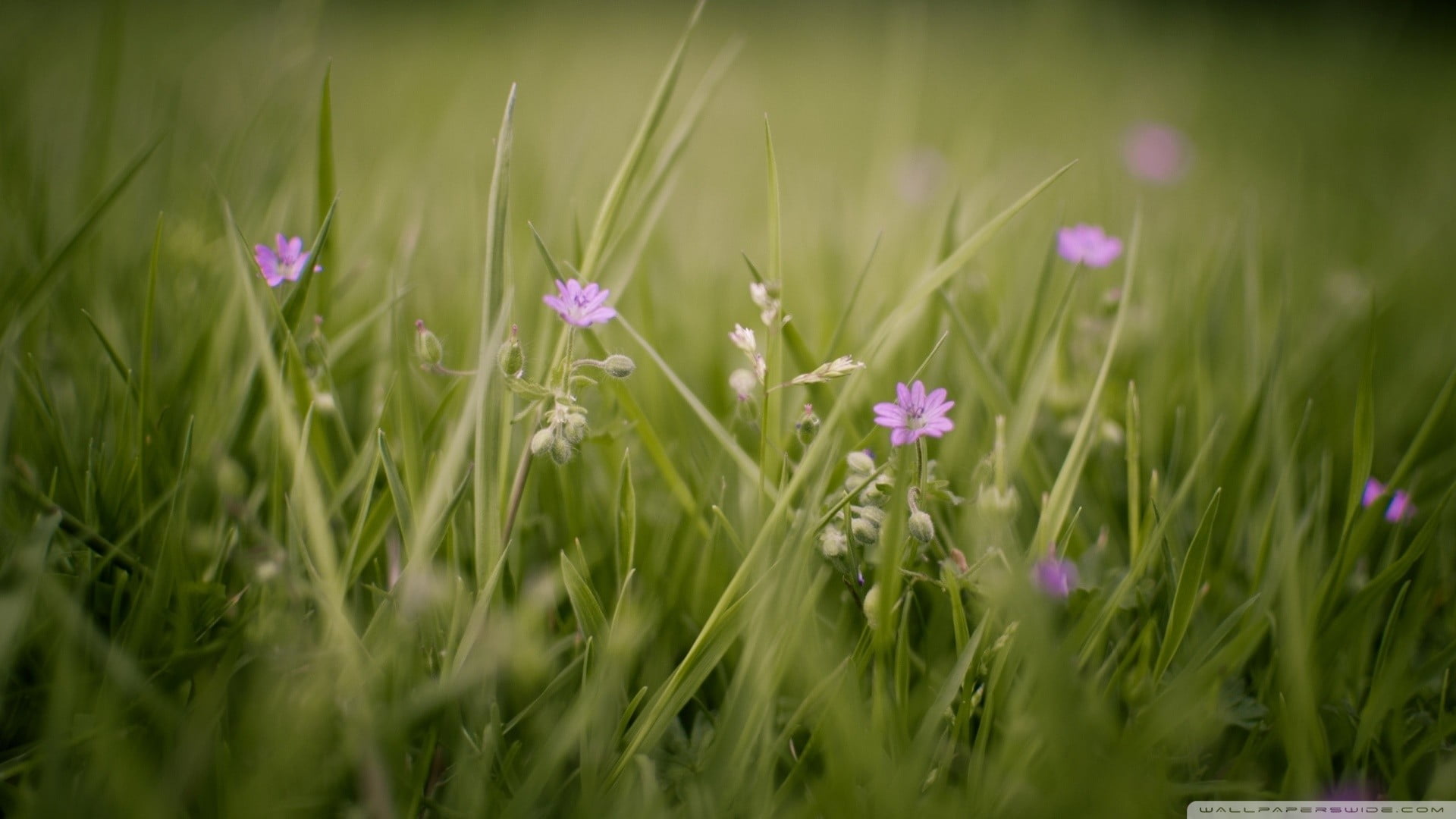 day, purple, springtime, fragility, flower head, flower, green color, close-up, beauty in nature, flowering plant, 1080P, selective focus, field, no people, HD Wallpaper