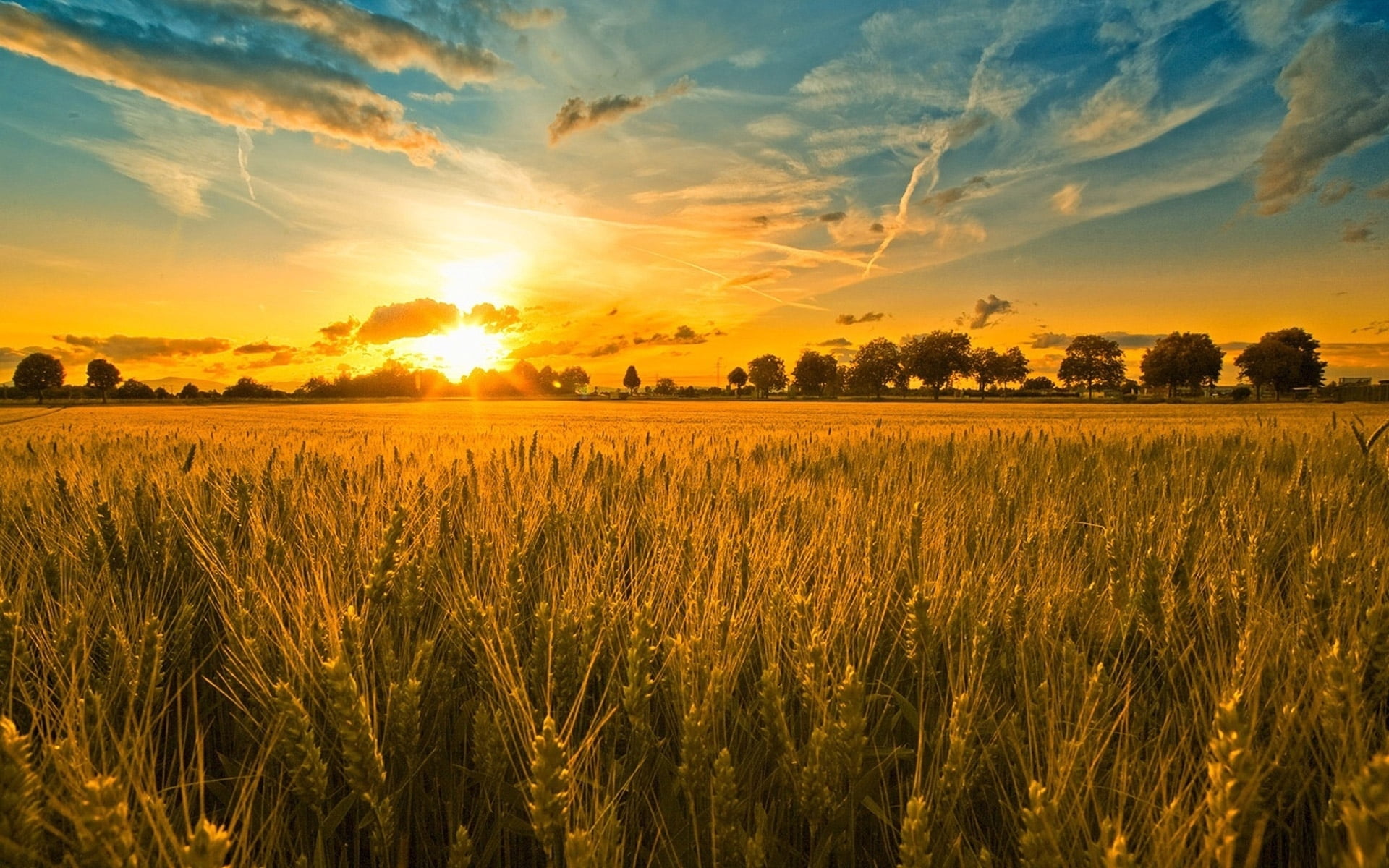 sky, sunlight, no People, 1080P, horizon Over Land, blue, environment, sunrise - Dawn, cereal Plant, dawn, backgrounds, rice Paddy, grass, crop, orange color, HD Wallpaper