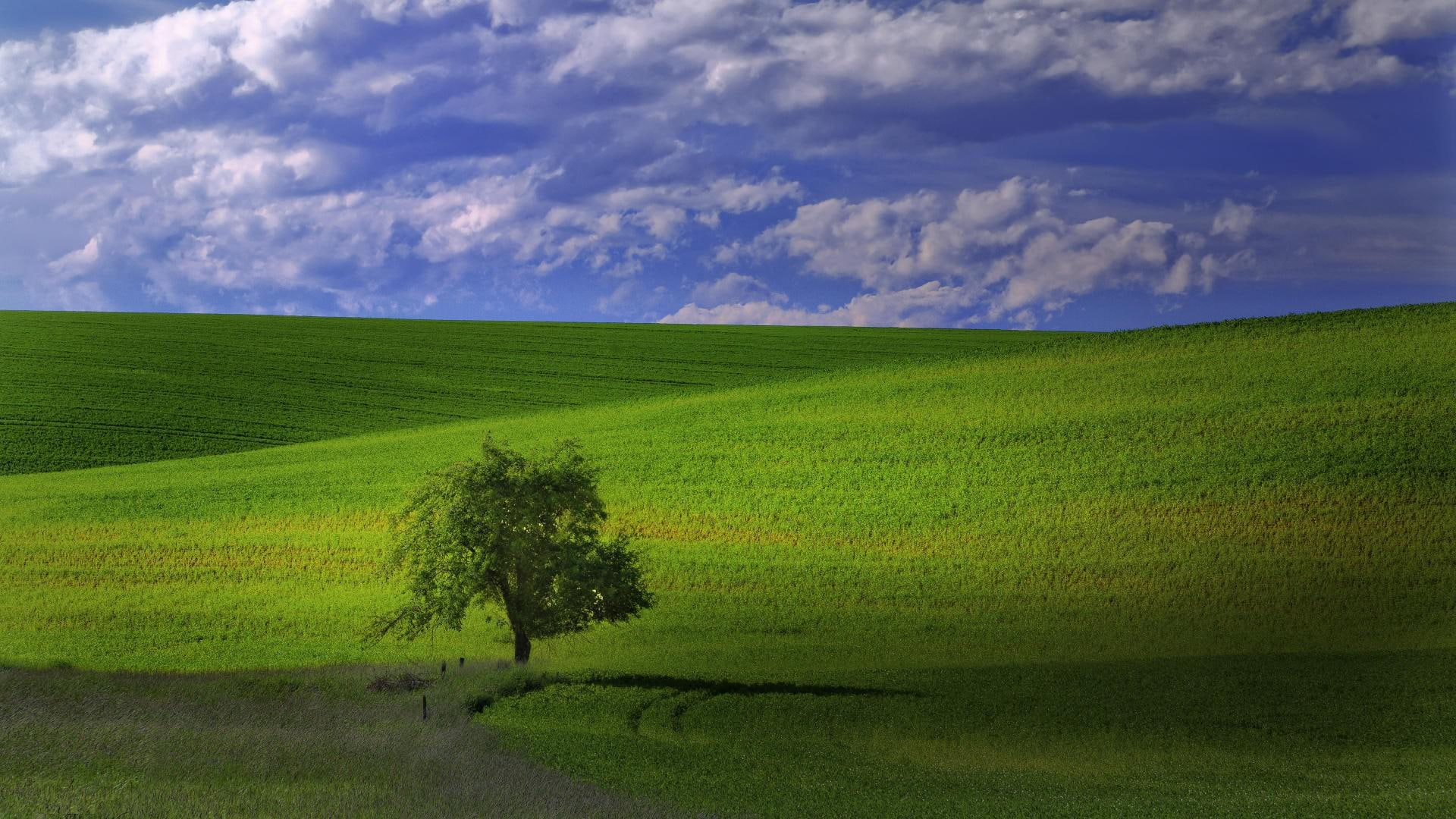 1080P, palouse, tree, nature, lone, 1920x1080, hill, washington, HD Wallpaper