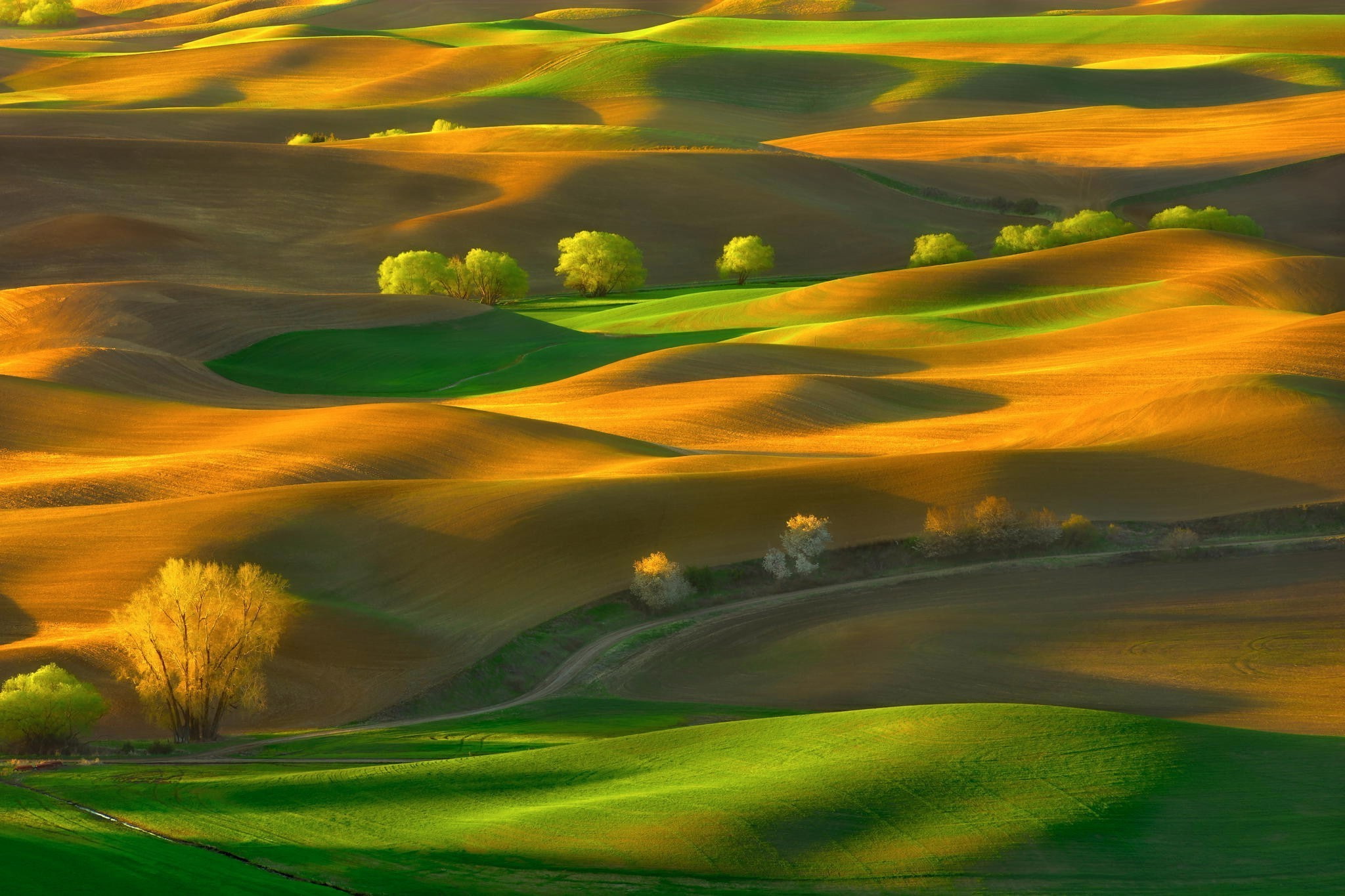 tree, green - golf course, scenics - nature, golf course, non-urban scene, plant, sport, land, environment, grass, rolling landscape, golf, landscape usa nature washington state trees field palouse, HD Wallpaper