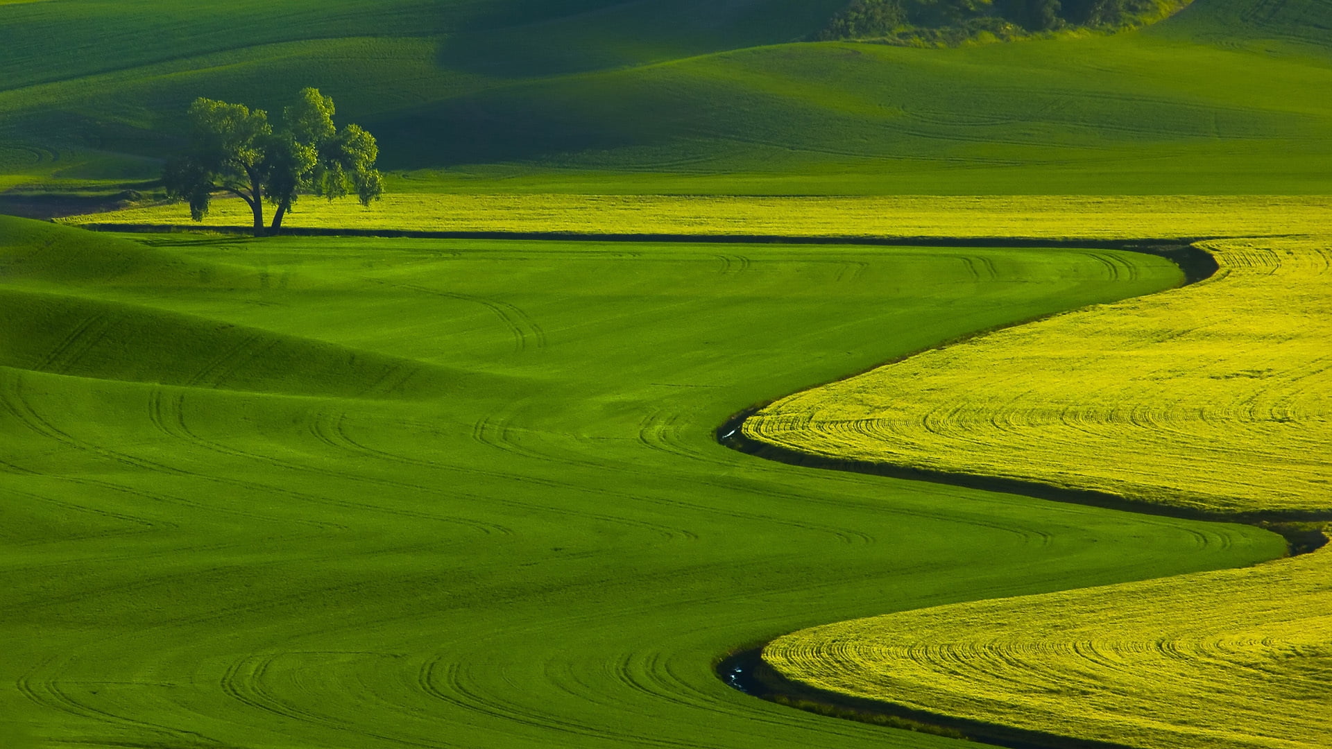 plant, day, land, crop, val dOrcia, sunlight, tranquility, 1080P, tuscany, sunset, springtime, rural Scene, activity, italy, field, grass, idyllic, lonely, HD Wallpaper
