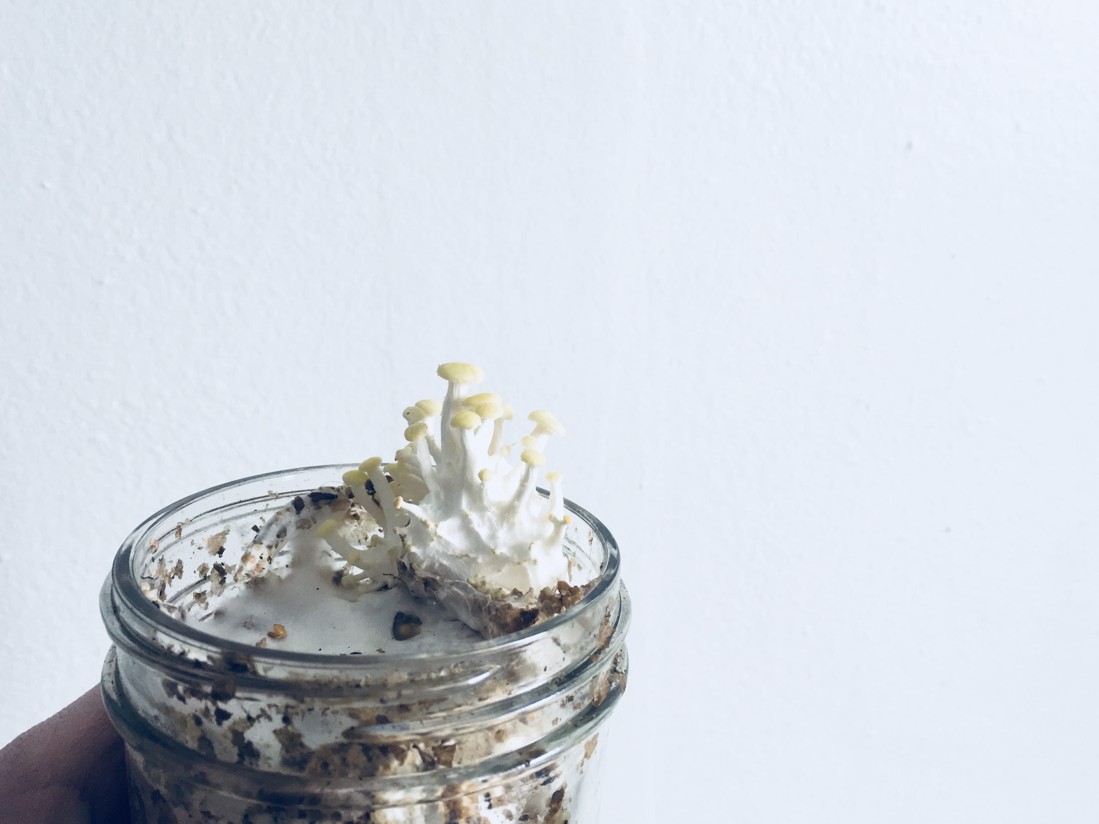 duluth, indoors, flower, flowering plant, yellow oyster, no people, mushroom, nature, substrate, studio shot, glass - material, jar, pleurotus, freshness, HD Wallpaper