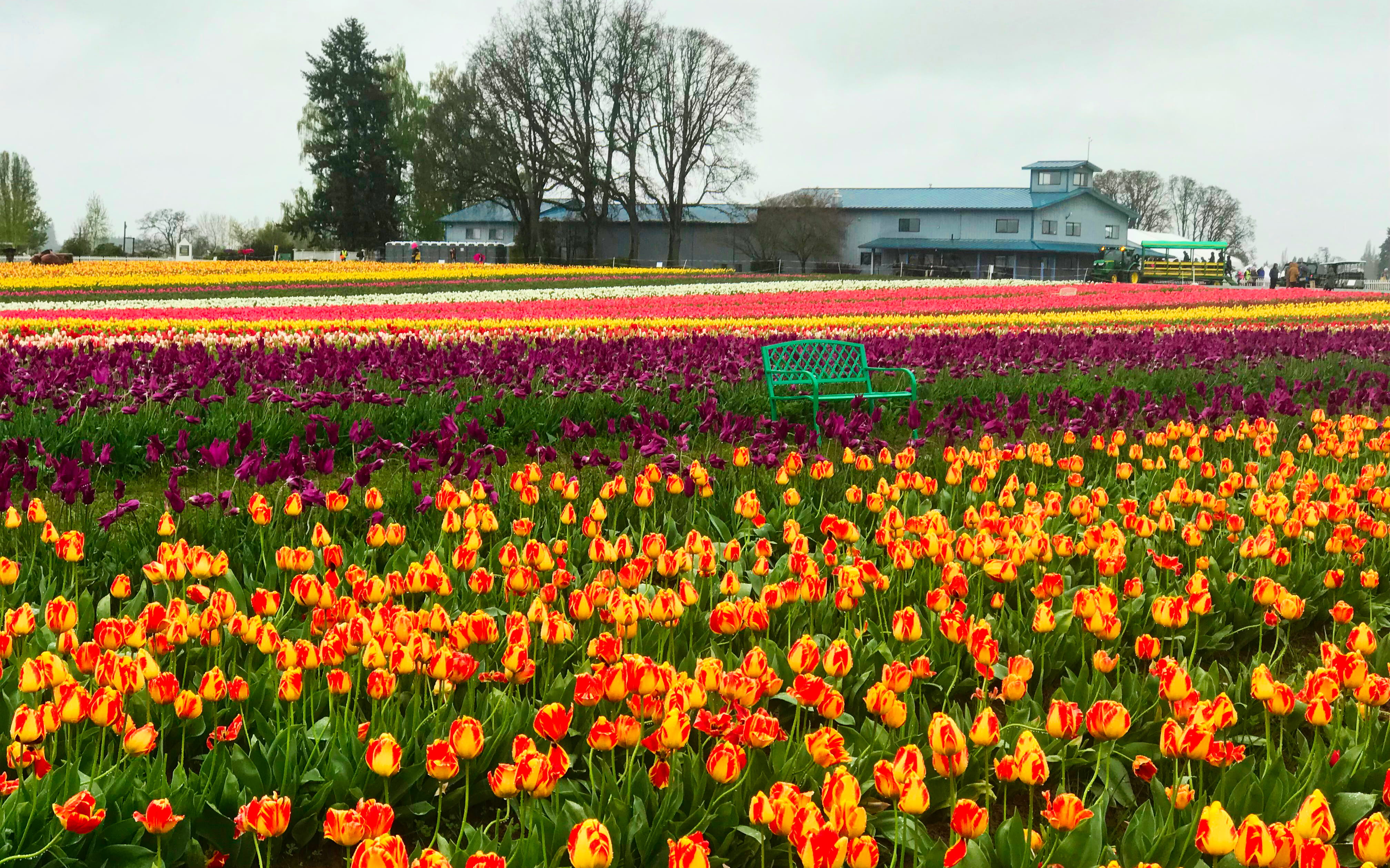 flower head, nature, beauty in nature, tree, springtime, flowerbed, no people, land, red, day, sky, woodburn, flowering plant, wooden shoe tulip farm, tulip, HD Wallpaper