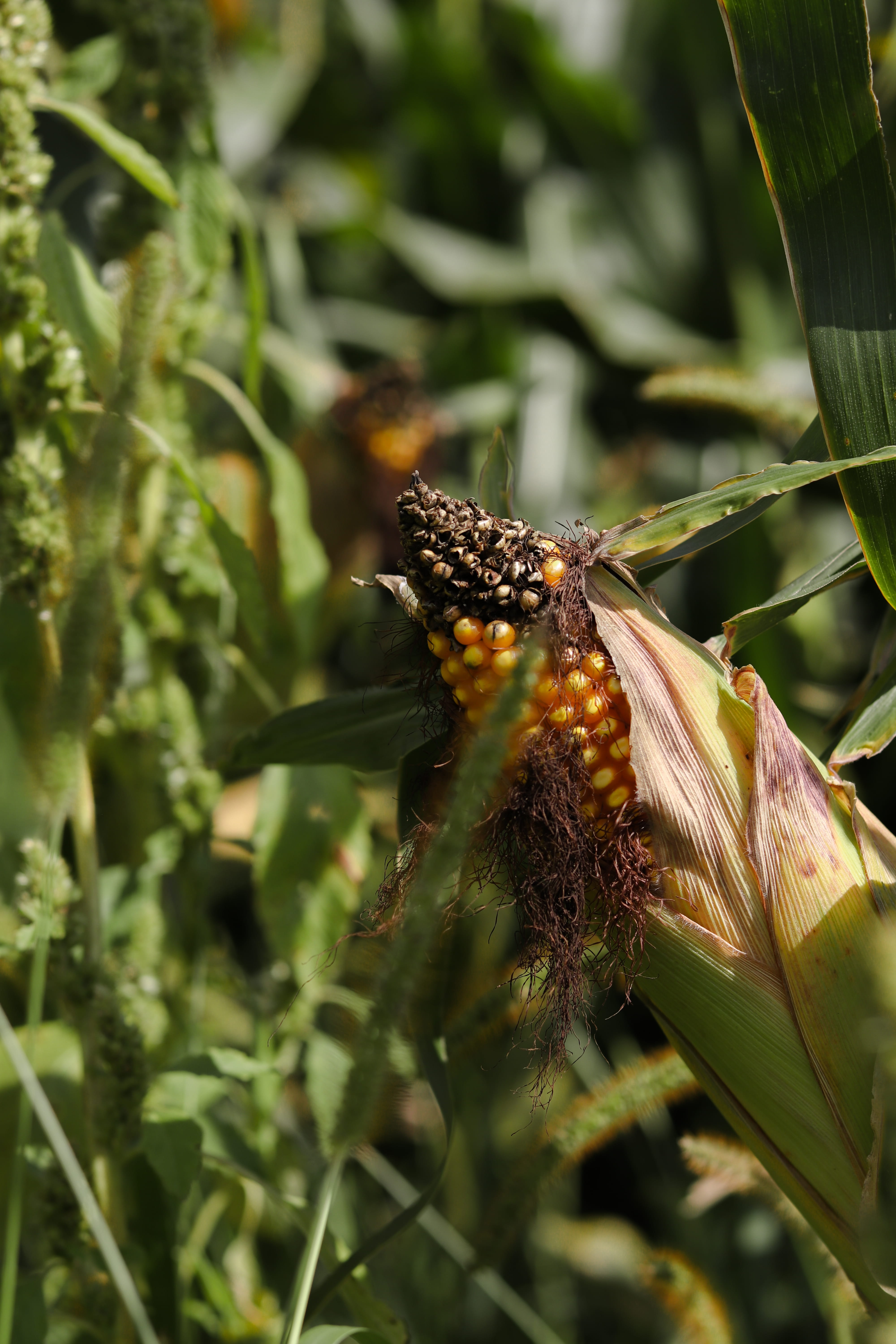 explore, insect, canon, united states, invertebrate, small town, green color, travel, bokeh, 80d, growth, corn, chenoa, 5K, farm, selective focus, animal wing, Phone HD Wallpaper