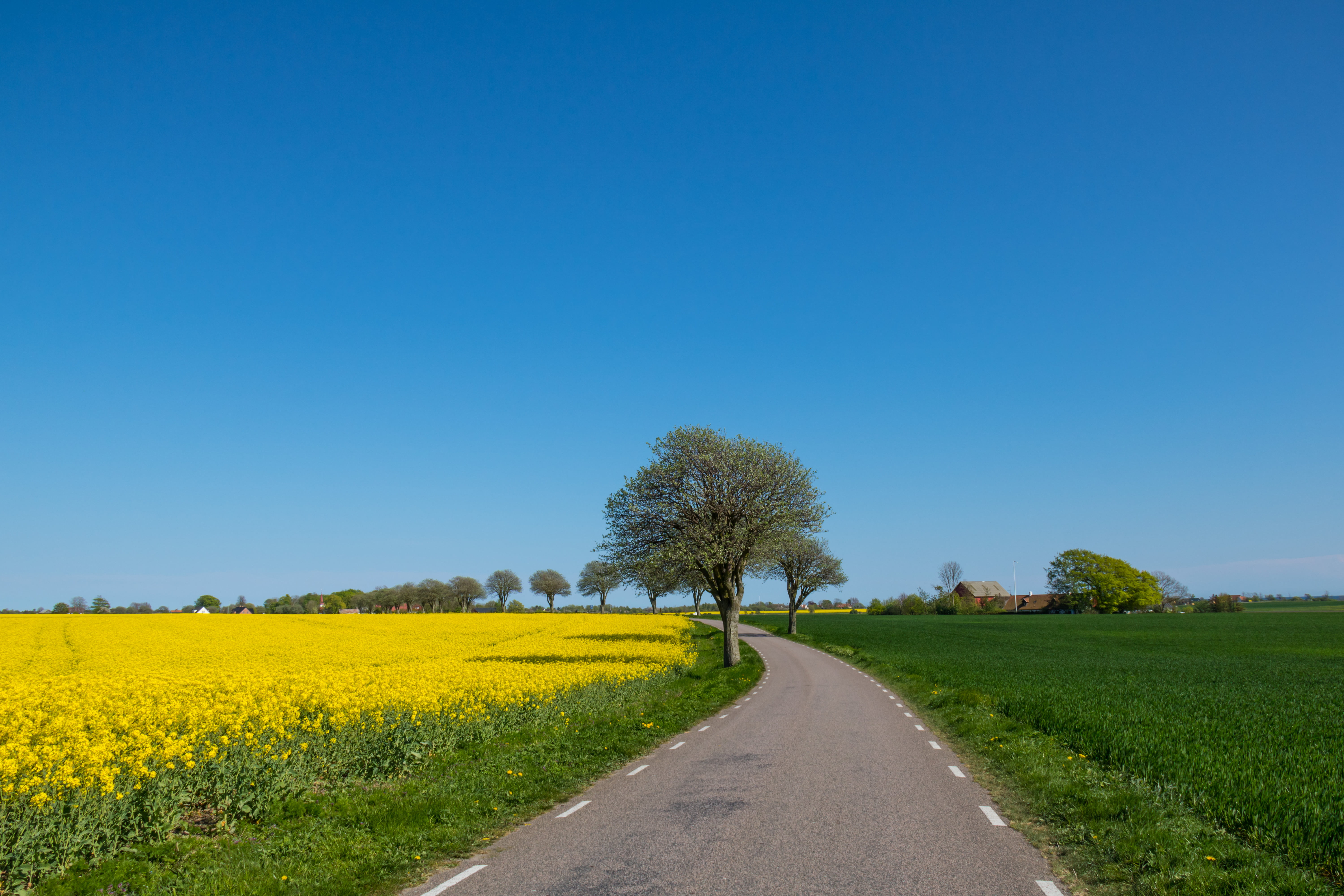 city, rural Scene, fält, geo, Söderslätt, s18, countryside, sky, canon, country, farm, canon eos, flower, ef, 760d, lens, oilseed Rape, ƒ / 10, Yellow, HD Wallpaper