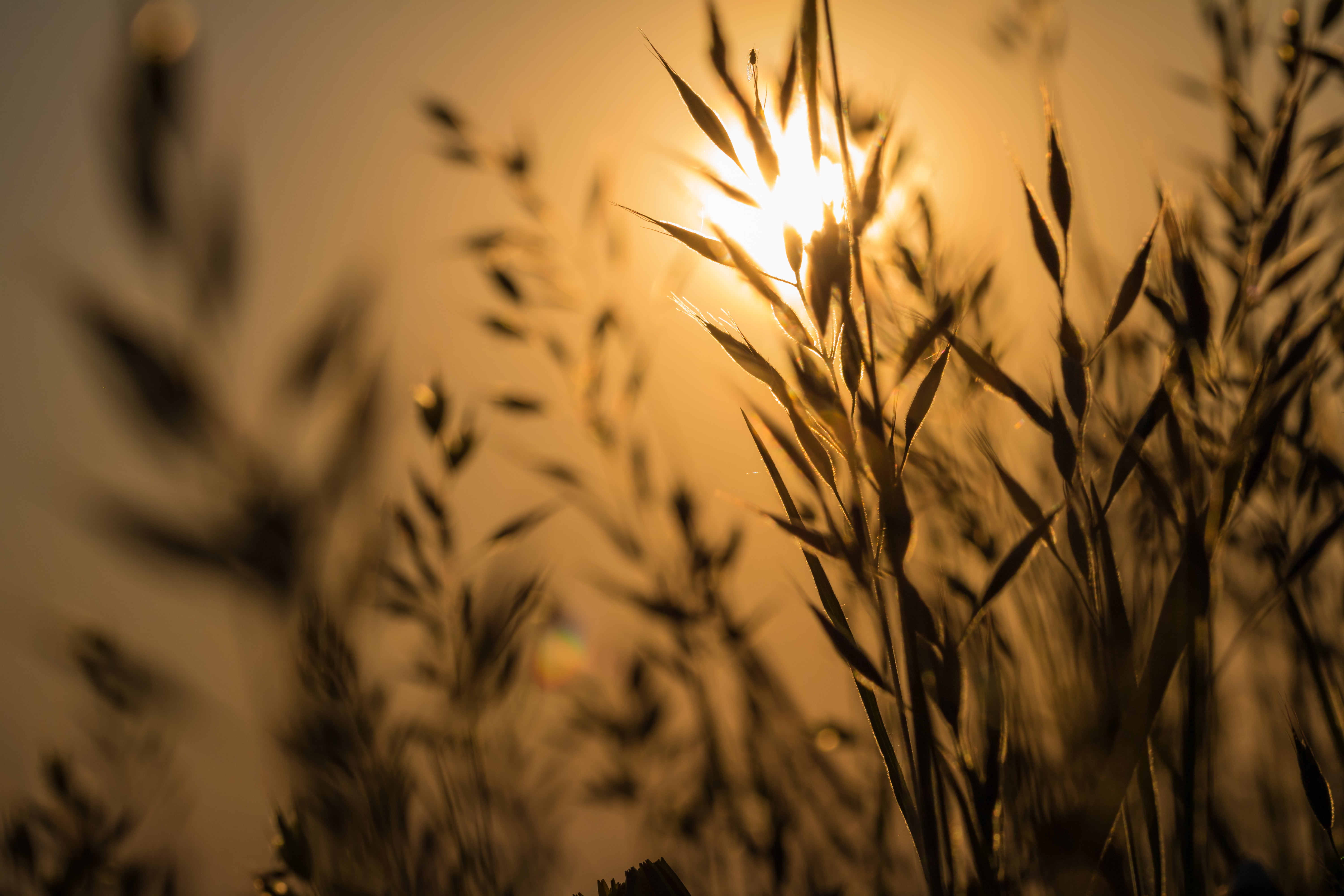 state, city, macro, field, 760d, exif, selected, seed, farm, summer, f/2, yellow, ƒ / 10, plant, canon, wheat, agriculture, first light, gold Colored, mm, HD Wallpaper