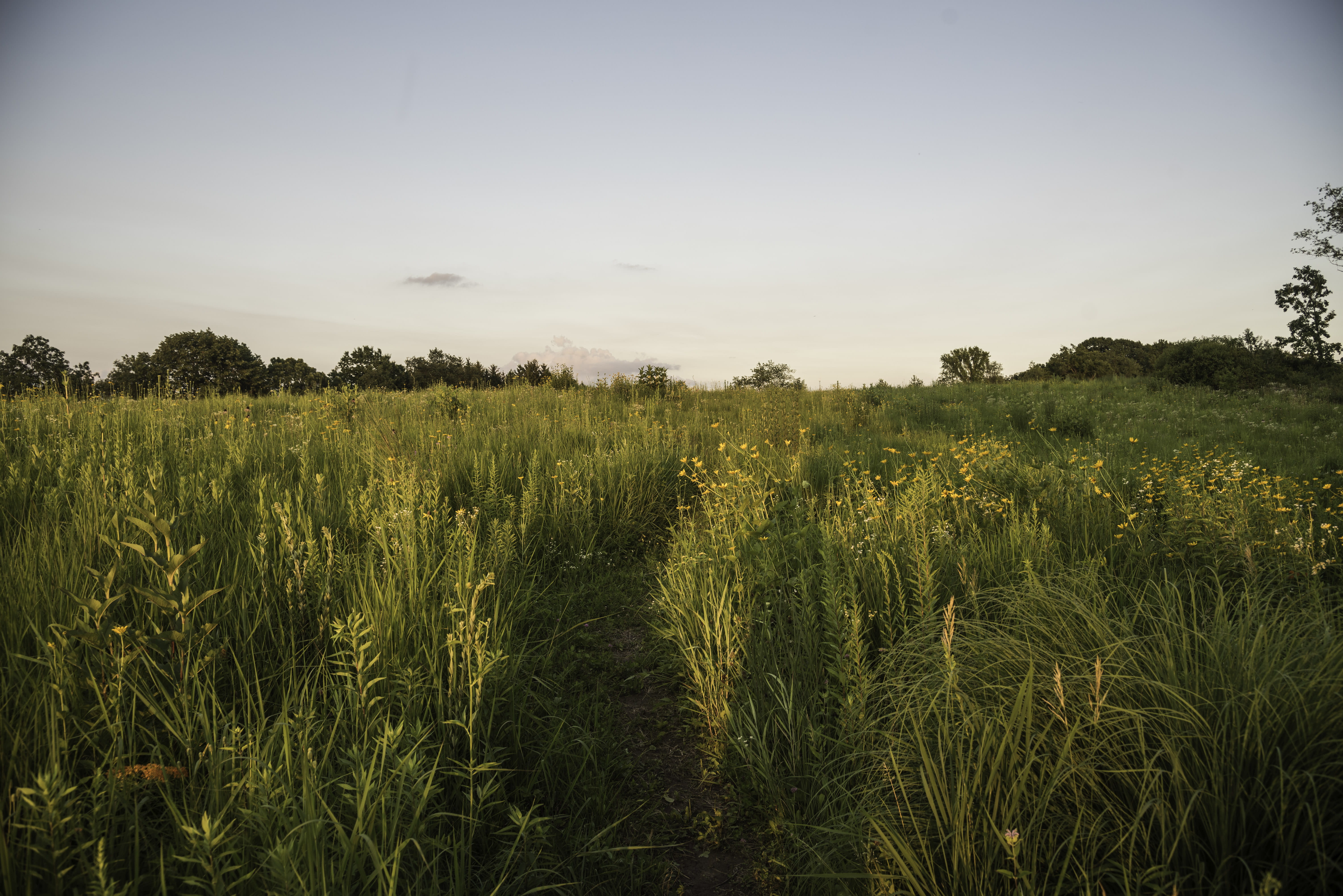 rural Scene, tranquility, cereal plant, grass, tree, Cross Plains, park, agriculture, no people, farm, environment, summer, scenics - nature, State Park, HD Wallpaper