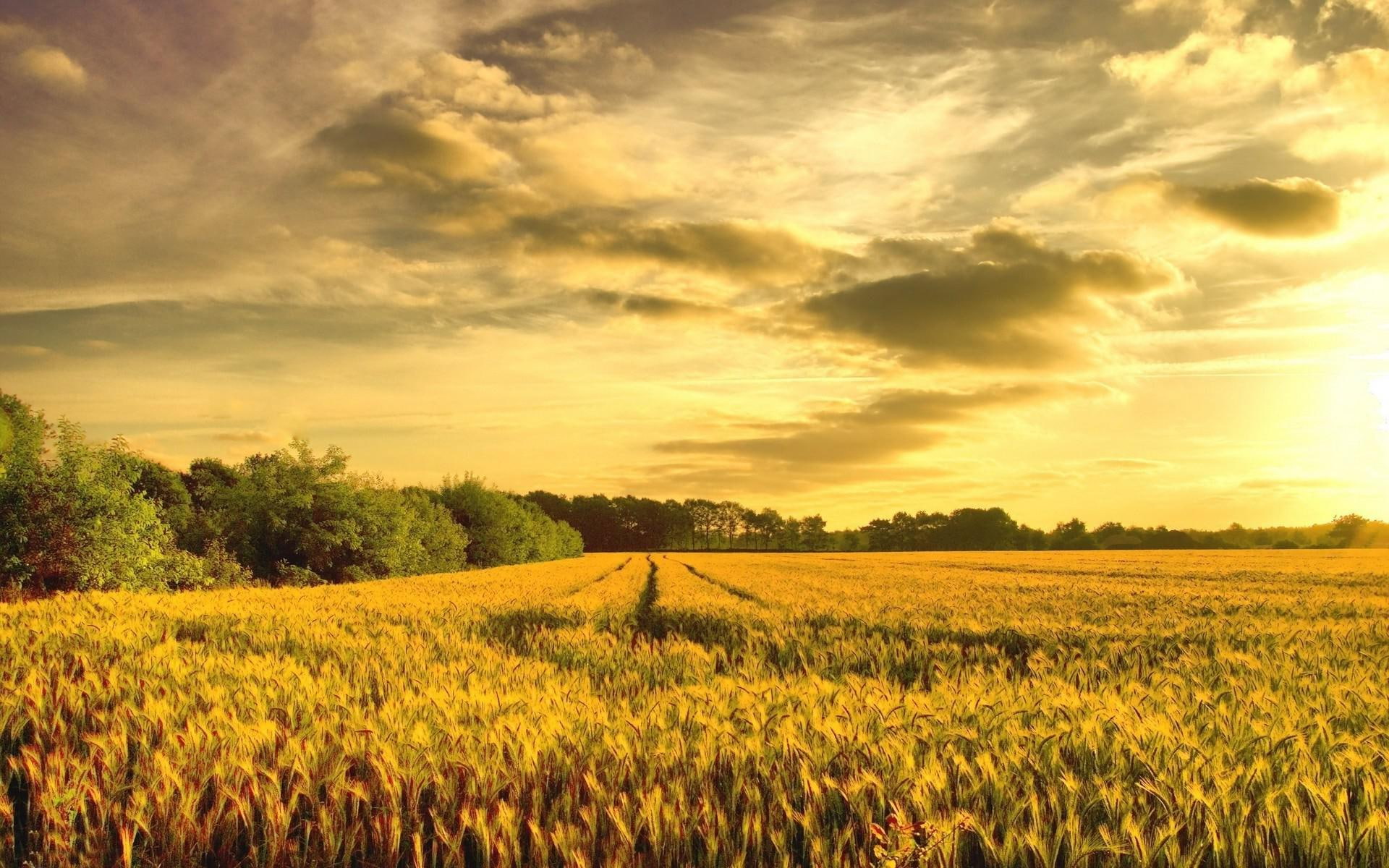 nature, green, field, ricefield, 1920x1200, wheat, sunrise, 1080P, HD Wallpaper