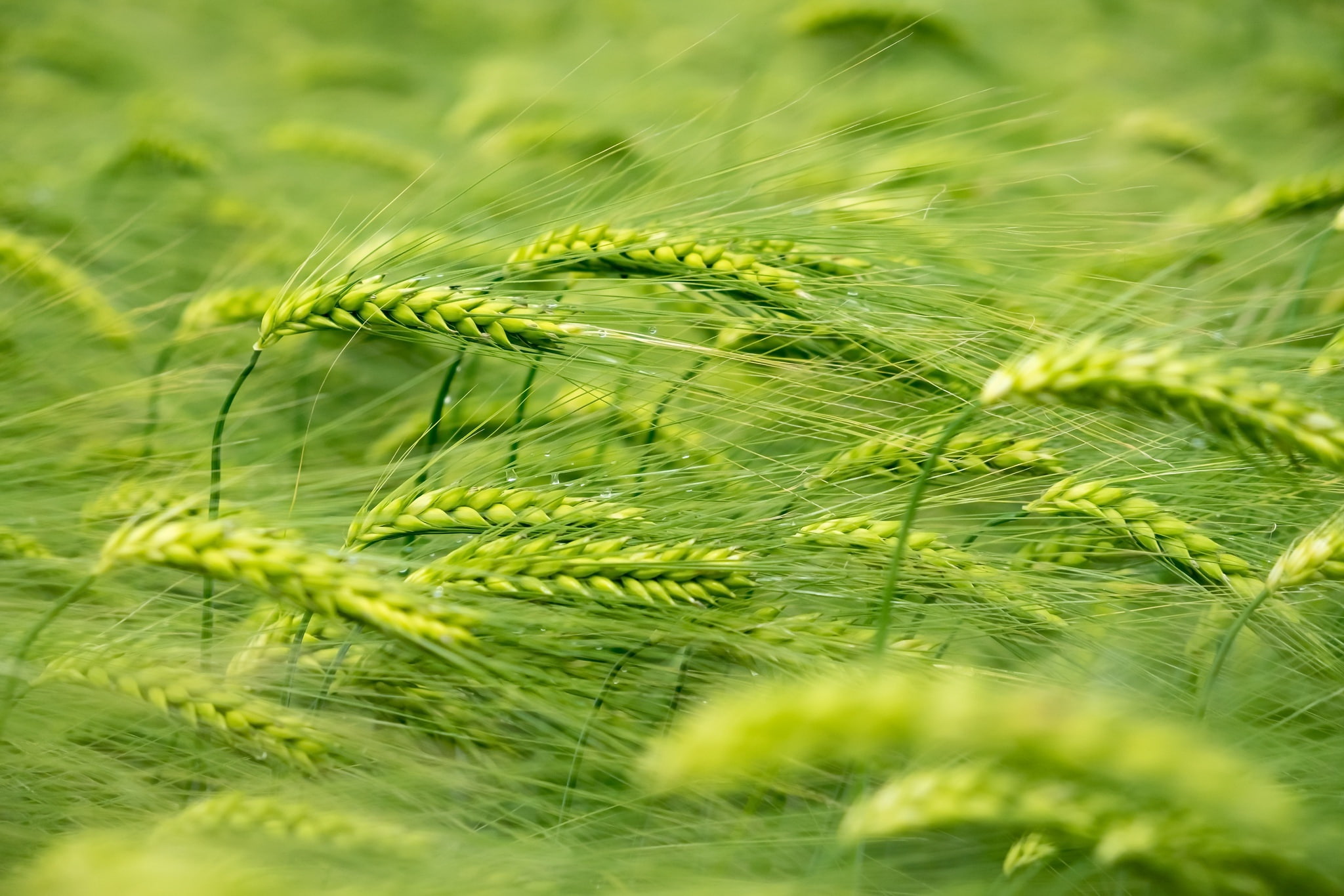 wheat, green, plants, 1080P, HD Wallpaper