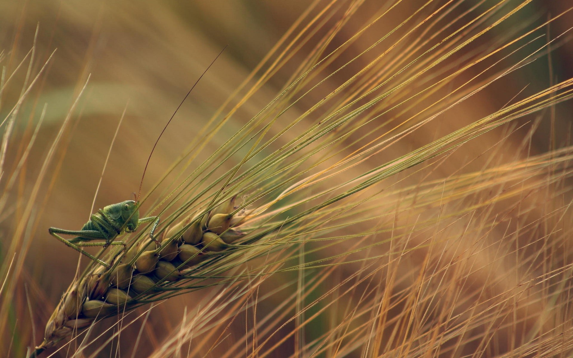 plant, 1080P, selective focus, focus on foreground, invertebrate, animal wildlife, nature, insect, crop, green color, wheat, grasshopper, one animal, stalk, HD Wallpaper