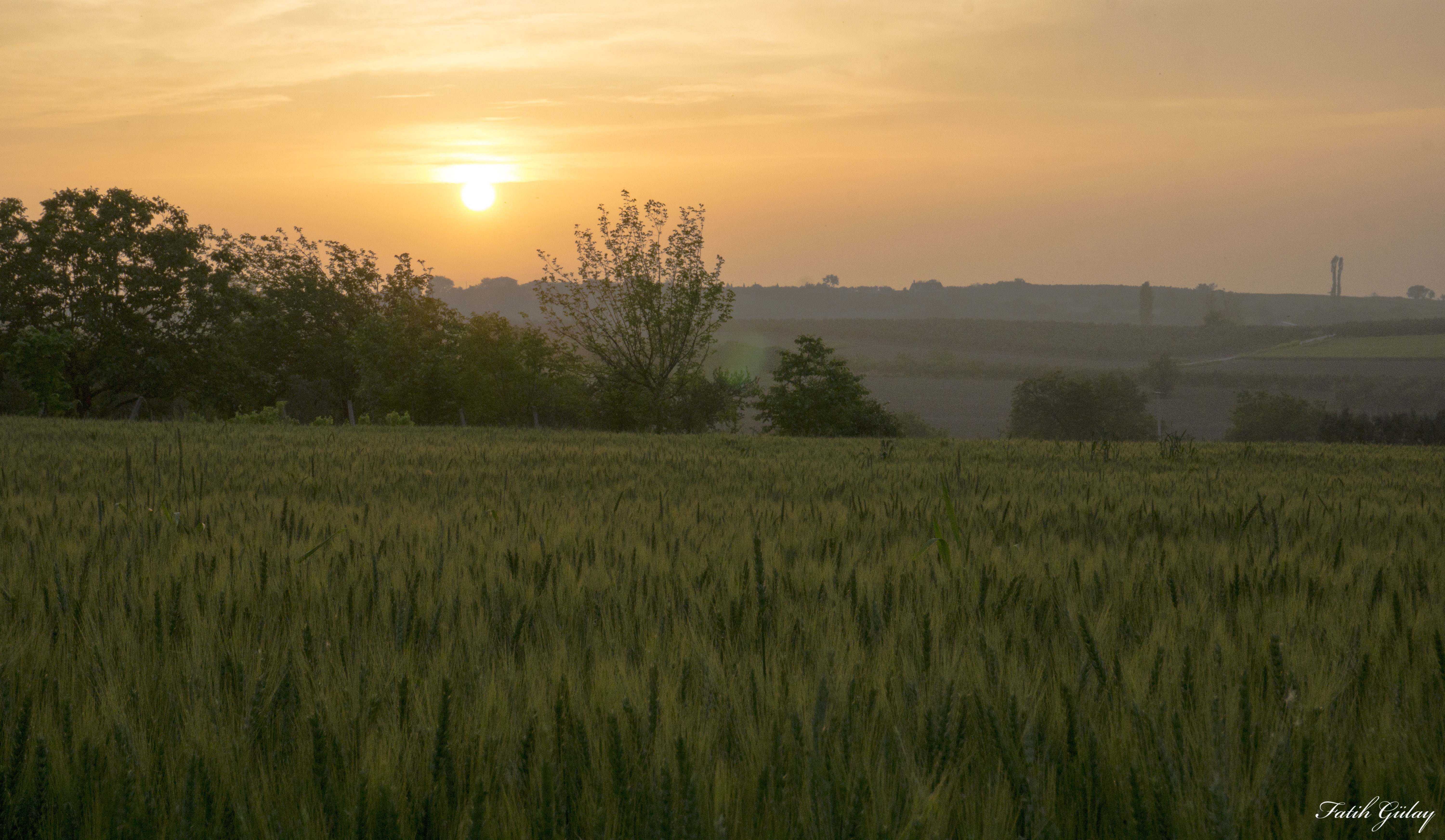 landscape, wheat, plants, green, sunset, 5K, nature, orange, HD Wallpaper