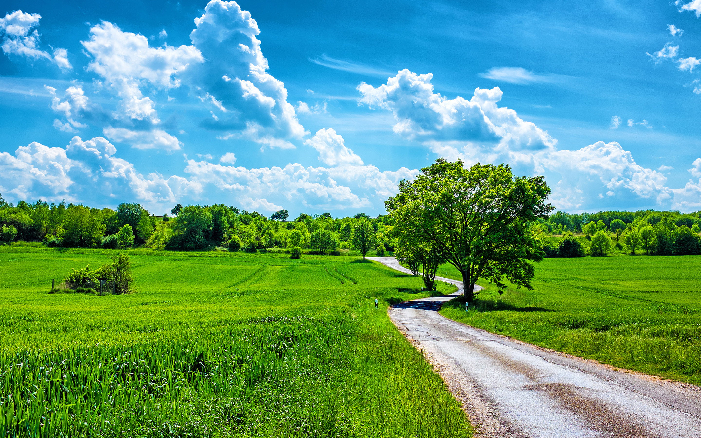 landscape, tranquility, no people, field, tree, wheat, hd, tranquil scene, rural scene, grass, road, green, trees, sky, plantation, day, country, environment, HD Wallpaper