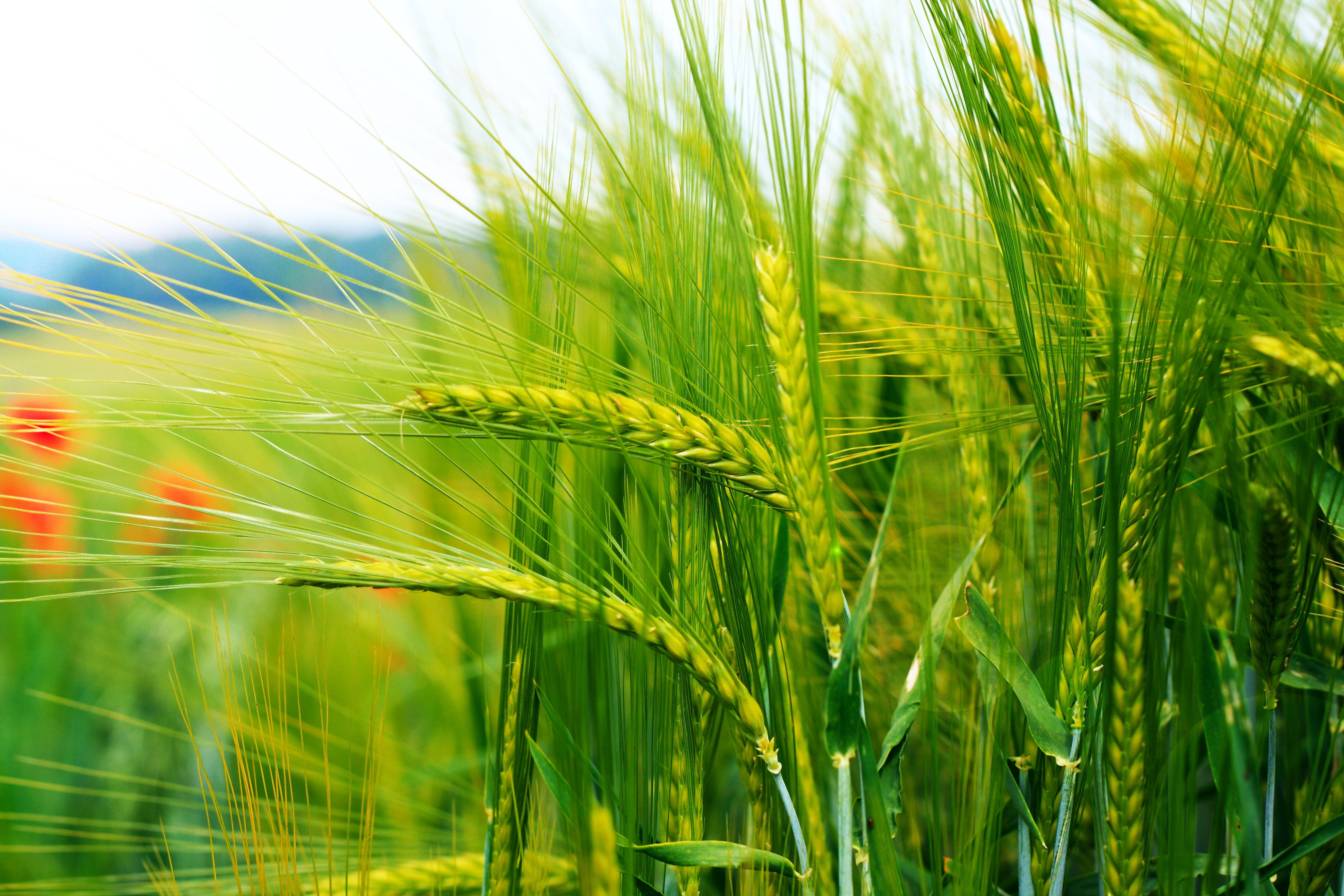 outdoors, cultivated, non-Urban Scene, growth, beauty In Nature, environment, rice - Cereal Plant, food, sunlight, rural Scene, backgrounds, freshness, HD Wallpaper