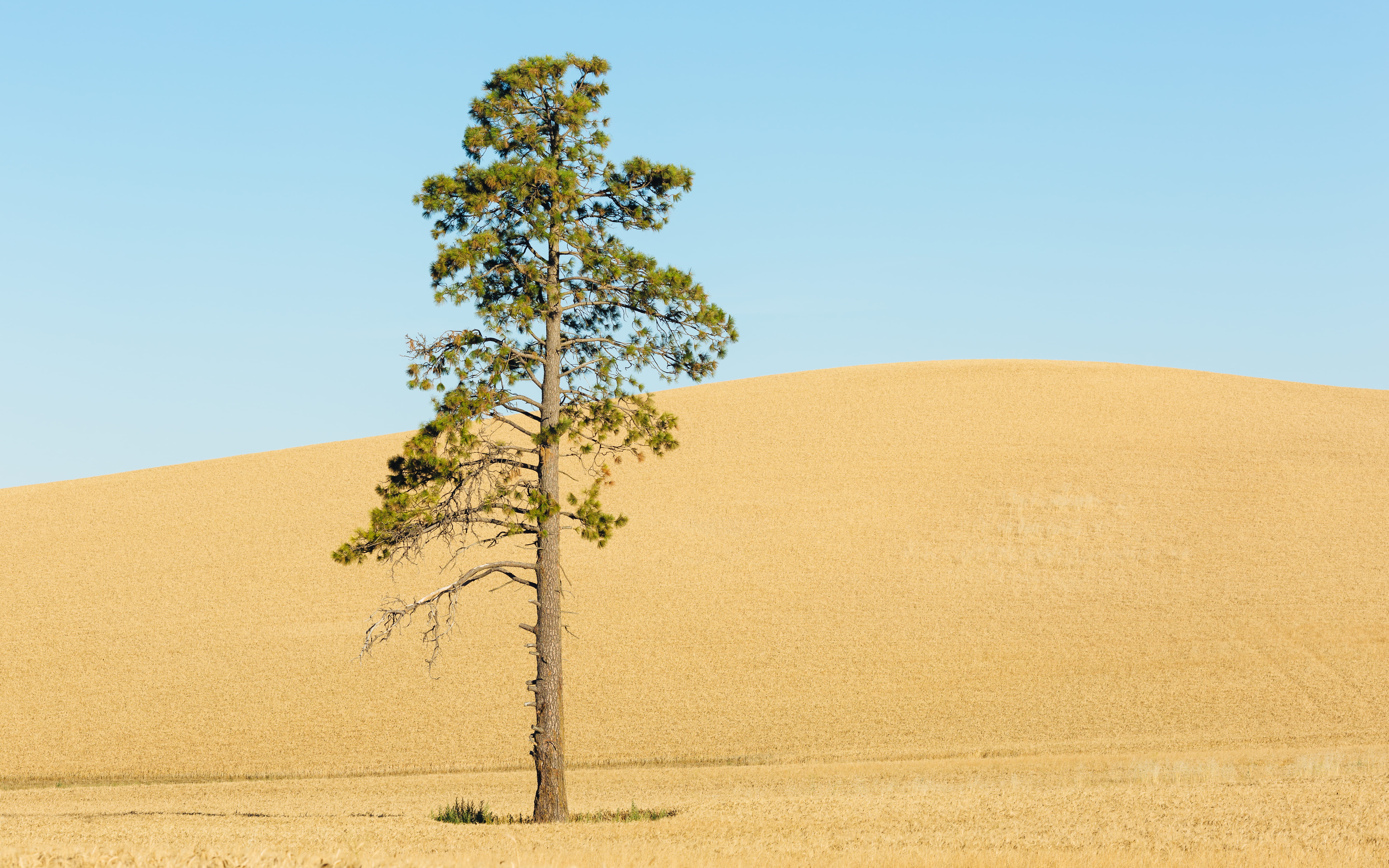 solo, minimalism, day, environment, no people, eastern washington, tranquility, blue, scenics - nature, dune, single, arid climate, 5K, photo, hill, blue sky, HD Wallpaper