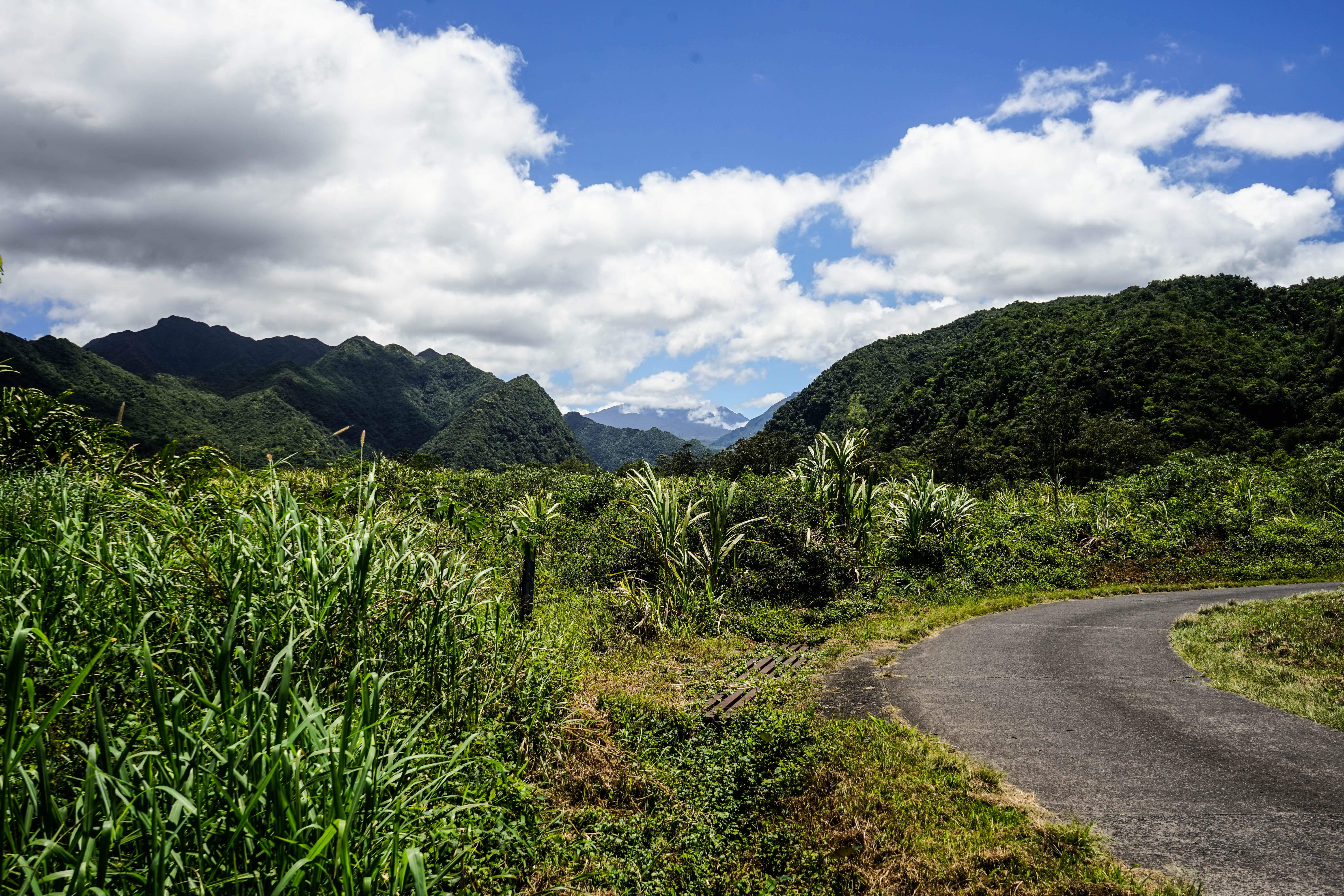 open, wide, the way forward, plant, growth, environment, trek, transportation, no people, cloud - sky, tropical, sky, vegetation, landscape, clouds, beauty in nature, HD Wallpaper