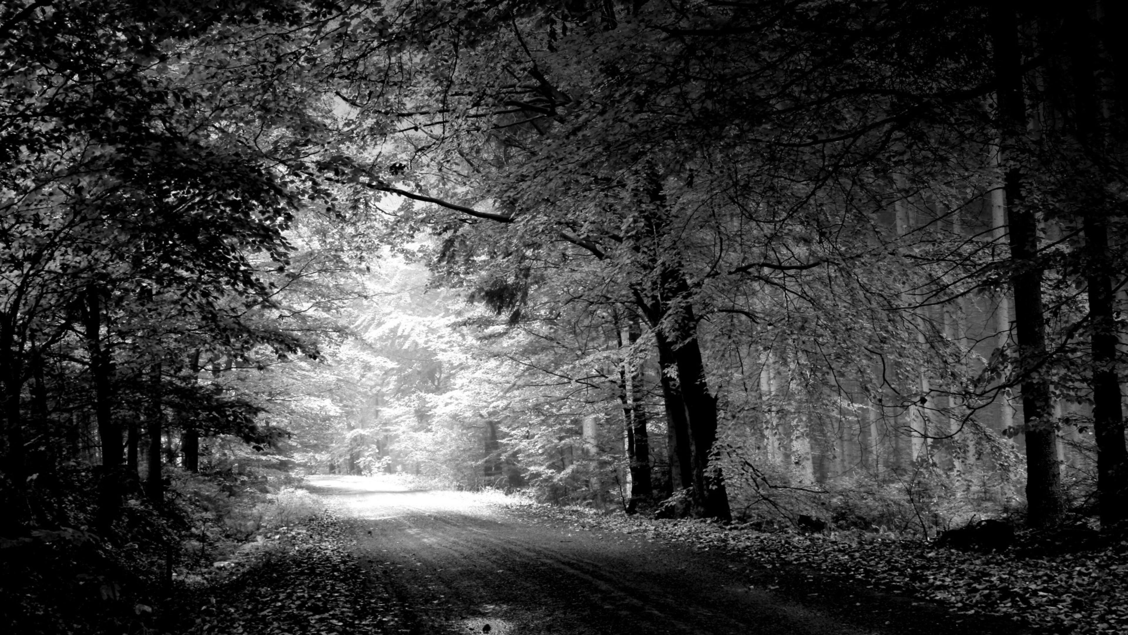 4K, way, trees, forest, monochrome, road, HD Wallpaper