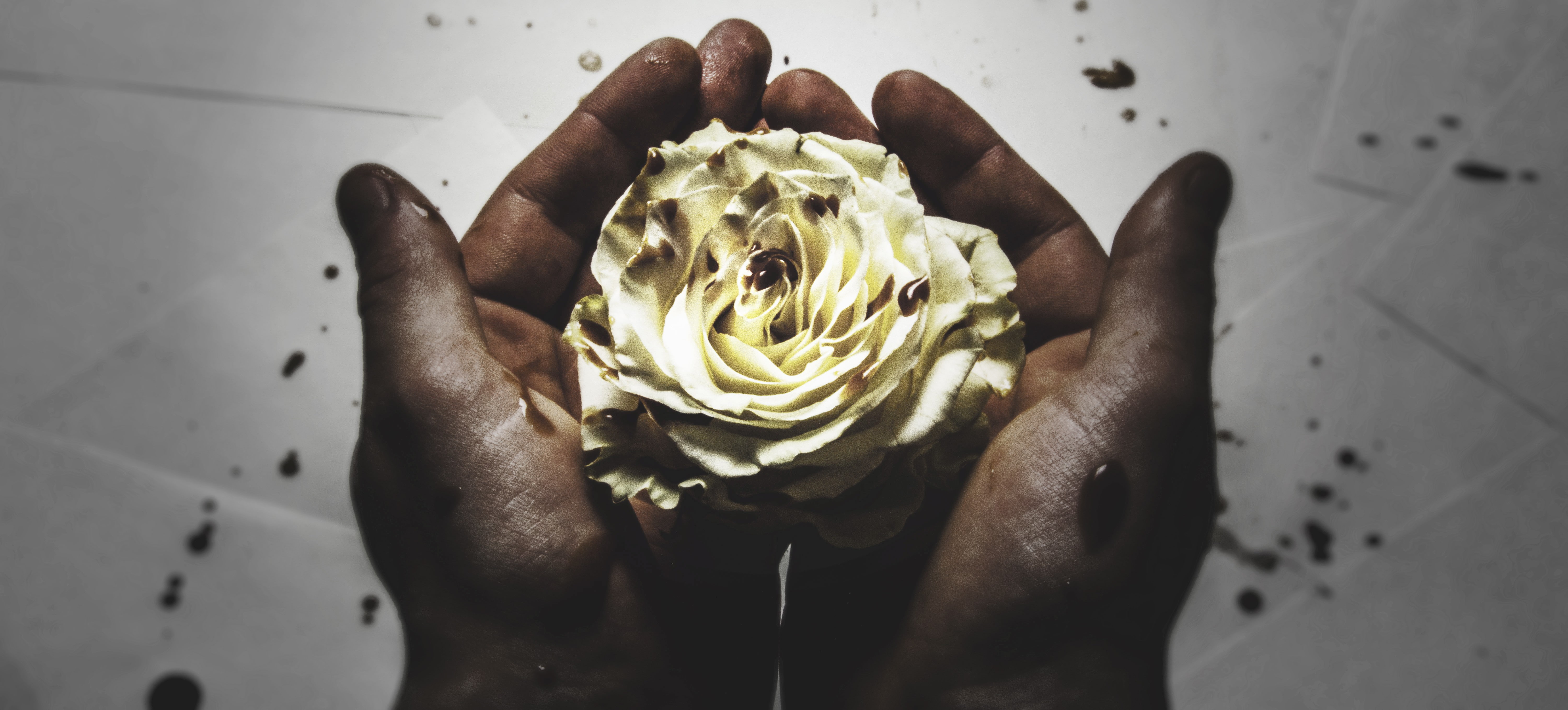white flowers, hand, nature, human body part, flower head, human hand, directly above, indoors, beauty in nature, plant, holding, close-up, blood, one person, HD Wallpaper