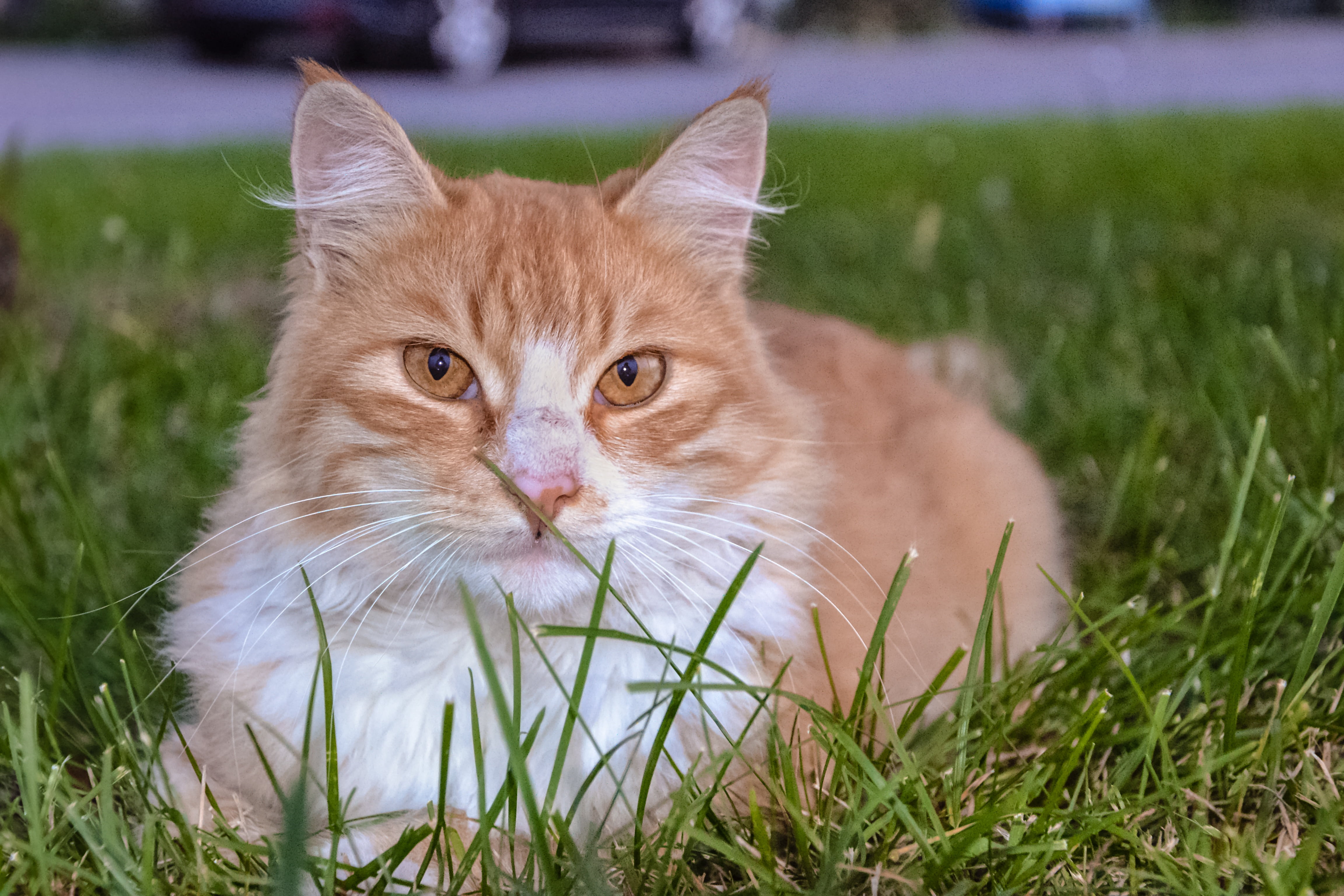close, animal body part, portrait, grass, little, no people, green Color, close-up, cat eye, park, pet, expectant, animal head, cute, mammal, looking at camera, HD Wallpaper