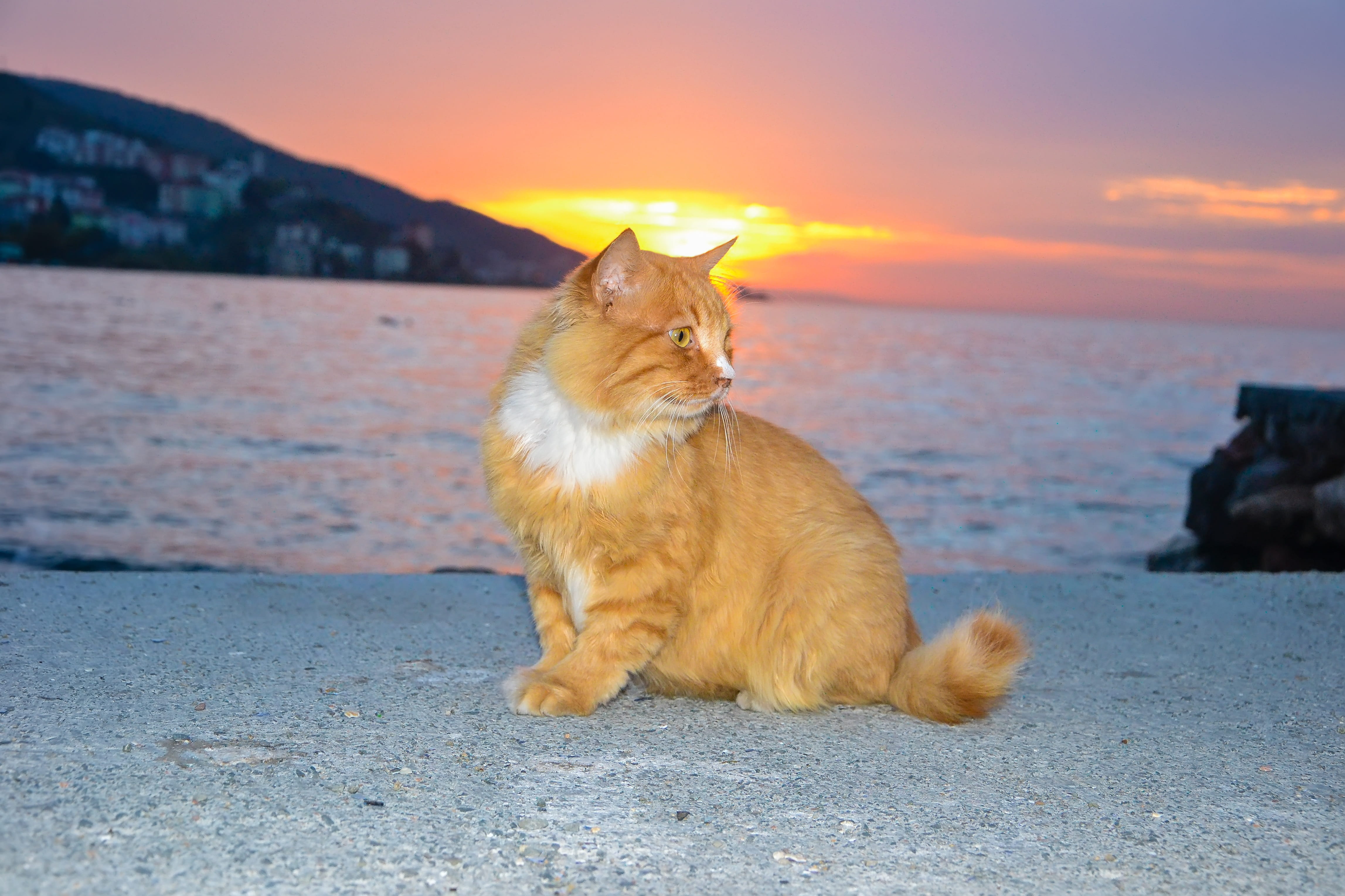 pet, background, sad, kitty, park, shore, twilight, domestic, 4K, puppy, minister, little, kitten, no people, feline, yellow cat, cat eye, animals, orange color, HD Wallpaper