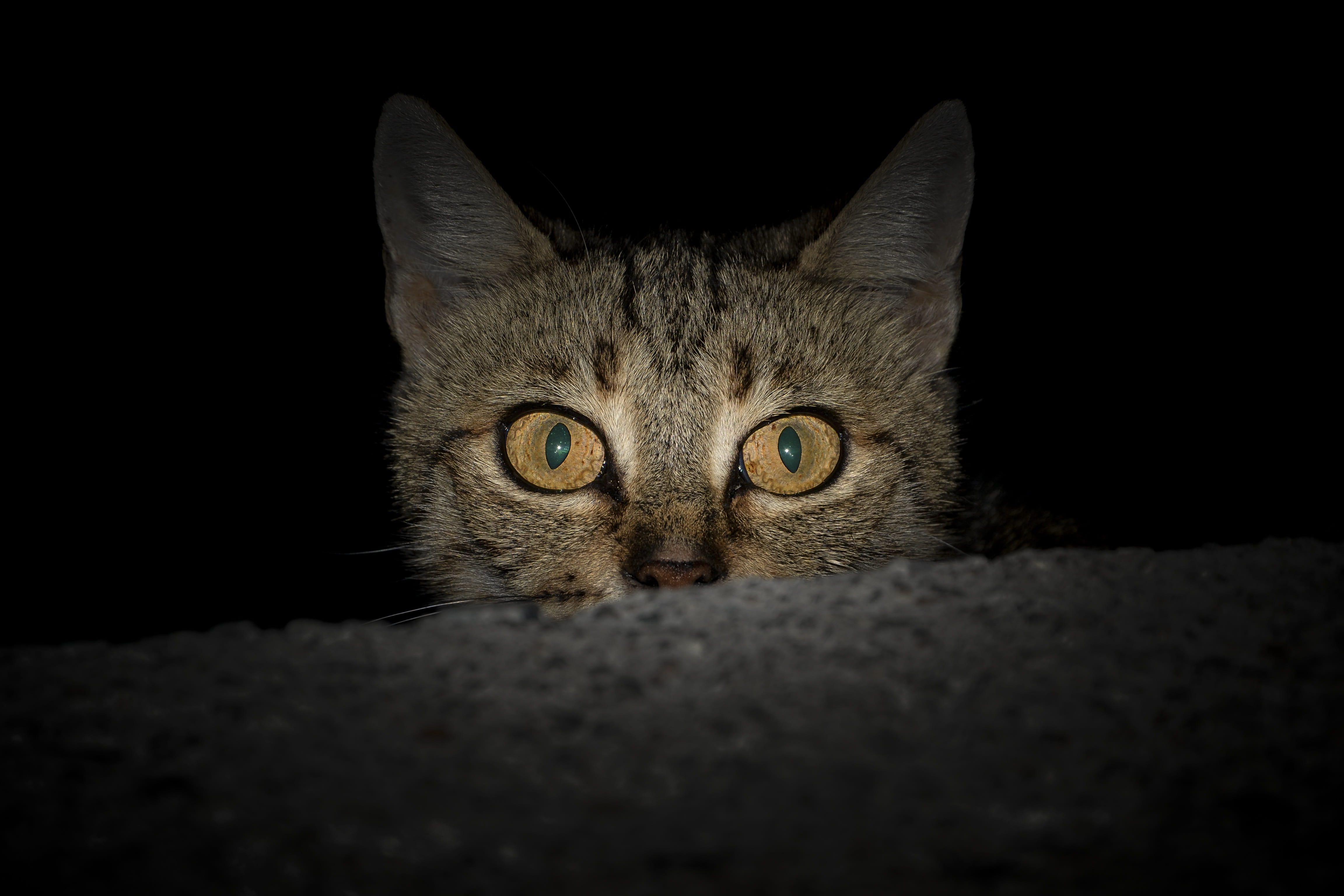 frightened, portrait, cute, domestic, animal body part, indoors, no people, animal eye, 4K, cat eye, the homeless, kitty, animal portrait, black background, HD Wallpaper