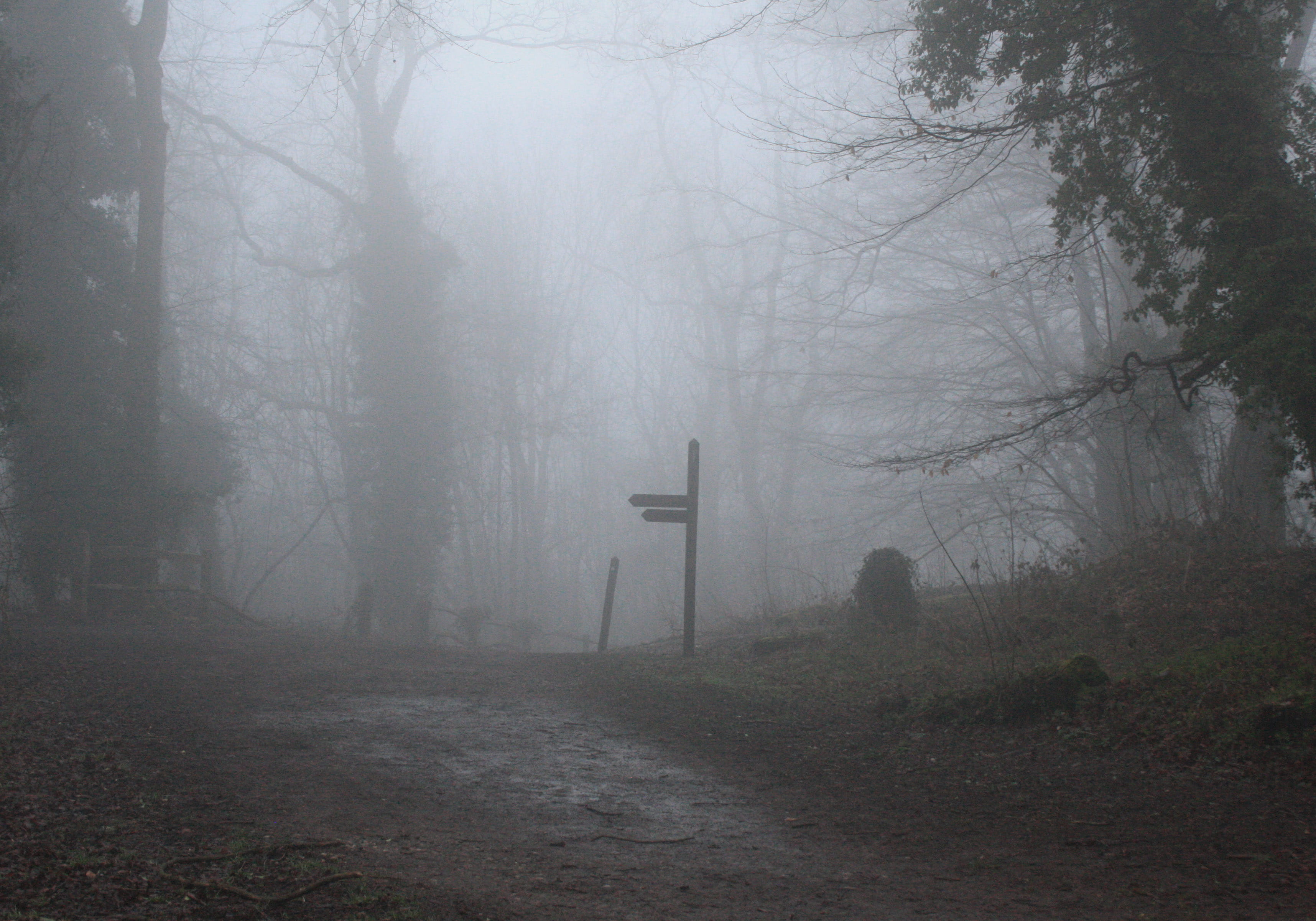 mist, early morning, hazy, united kingdom, scary, cold temperature, beauty in nature, trees, misty woodland, 2K, forest, countryside, outdoors, eerie, HD Wallpaper