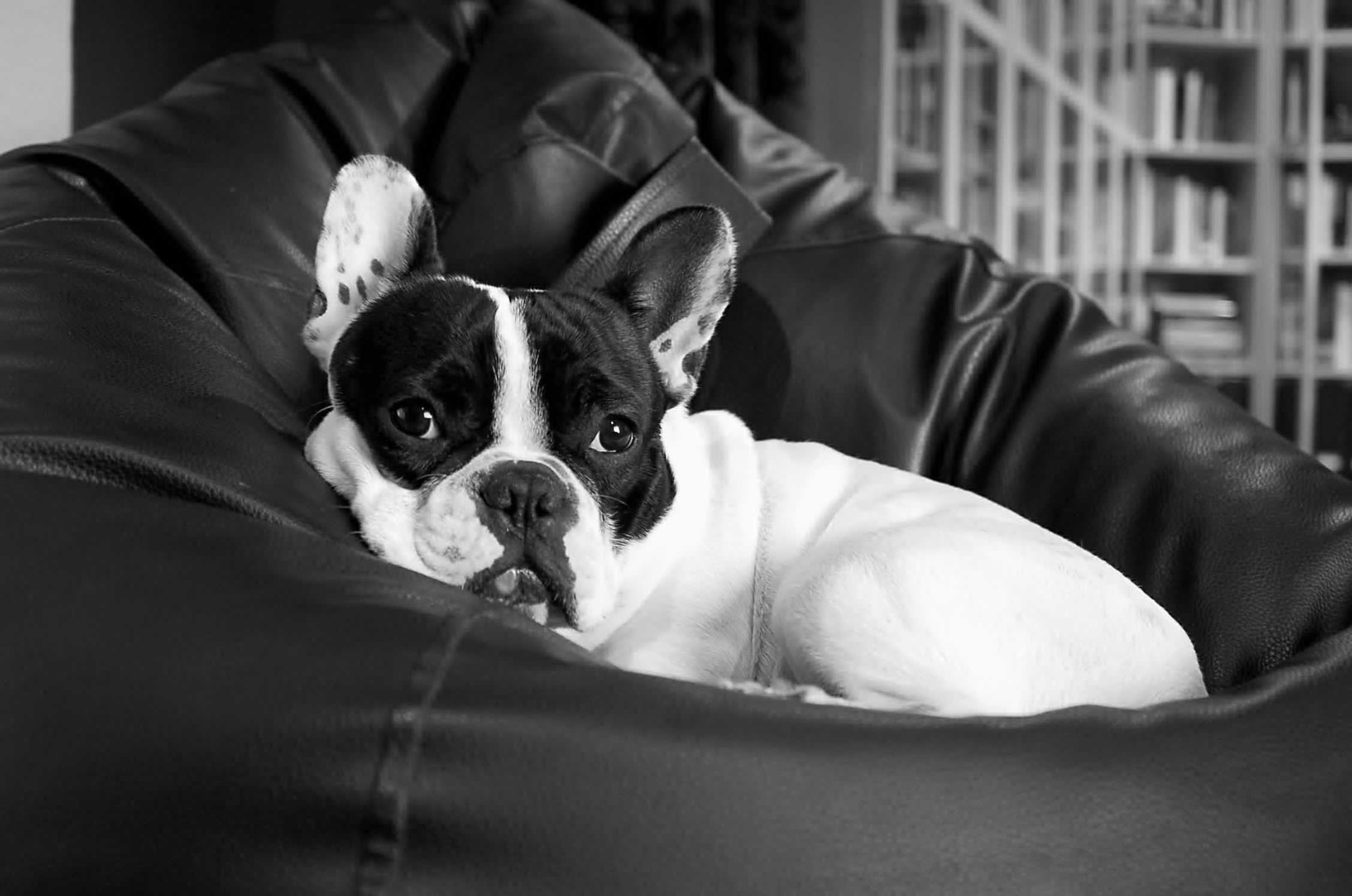 dogs, sofa, mammal, Animals, Dog, comfortable, indoors, domestic, chair, lying, domestic animals, nice, relaxation, canine, portrait, bulldog, small, looking at camera, HD Wallpaper