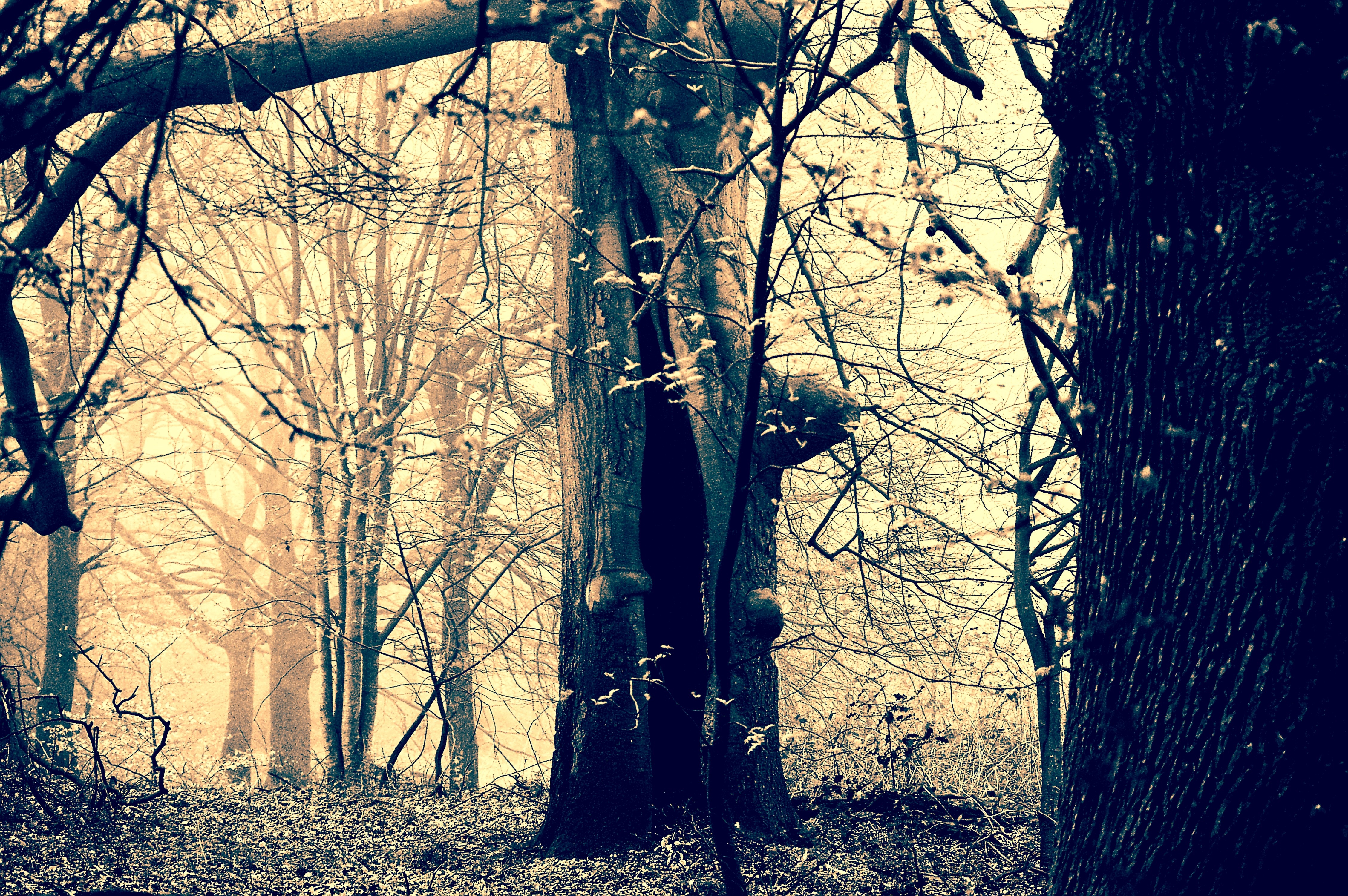 shadow, branch, field, landscape, human, mourning, night, emotions, mystical, tree trunk, daytime, blank, beauty in nature, gespenstig, despair, tranquil scene, HD Wallpaper