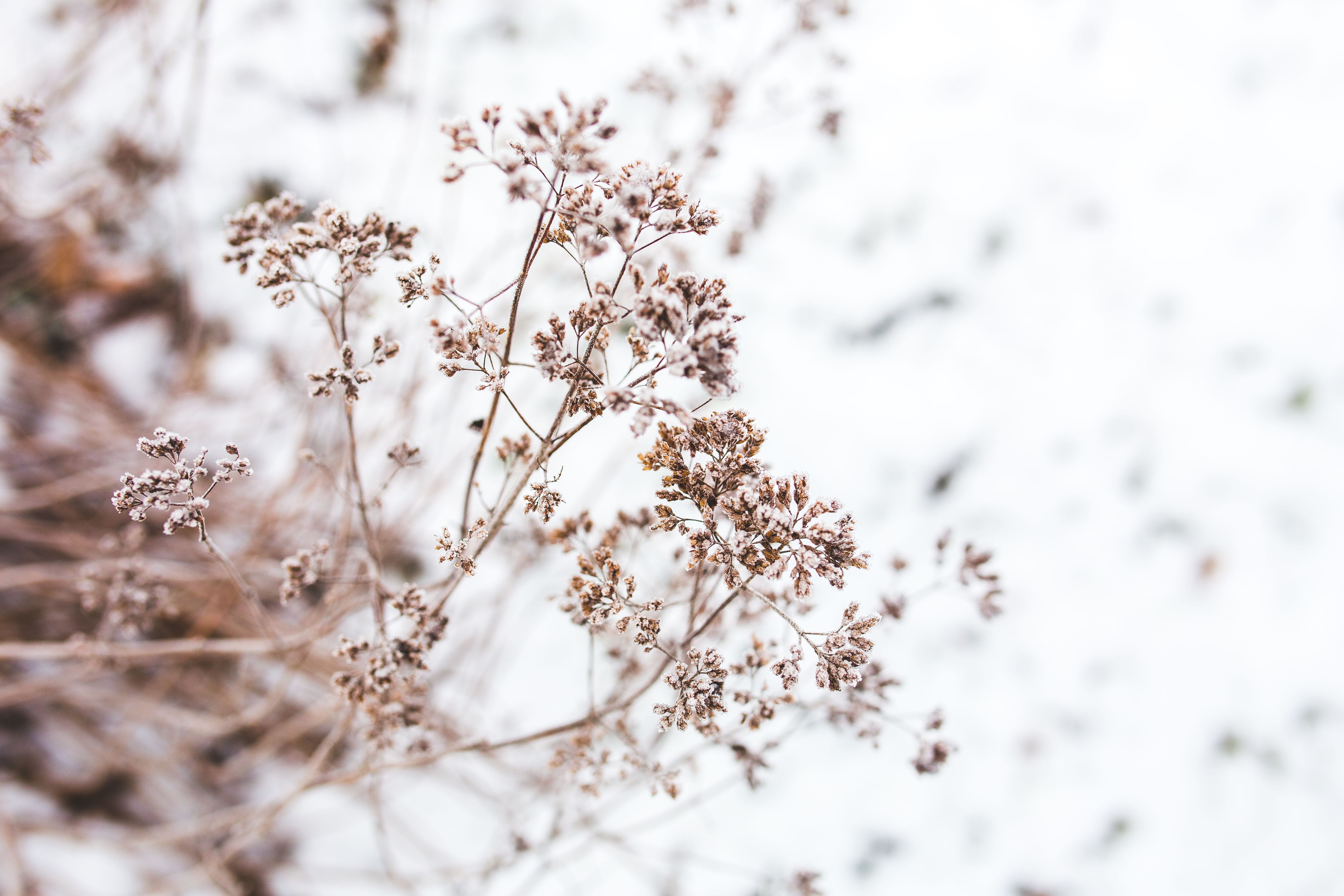 plant, ups, closeup, close-up, growth, snowing, pine, cold temperature, frost, flower, fragility, branch, beauty In Nature, snowy, outdoors, close, springtime, HD Wallpaper