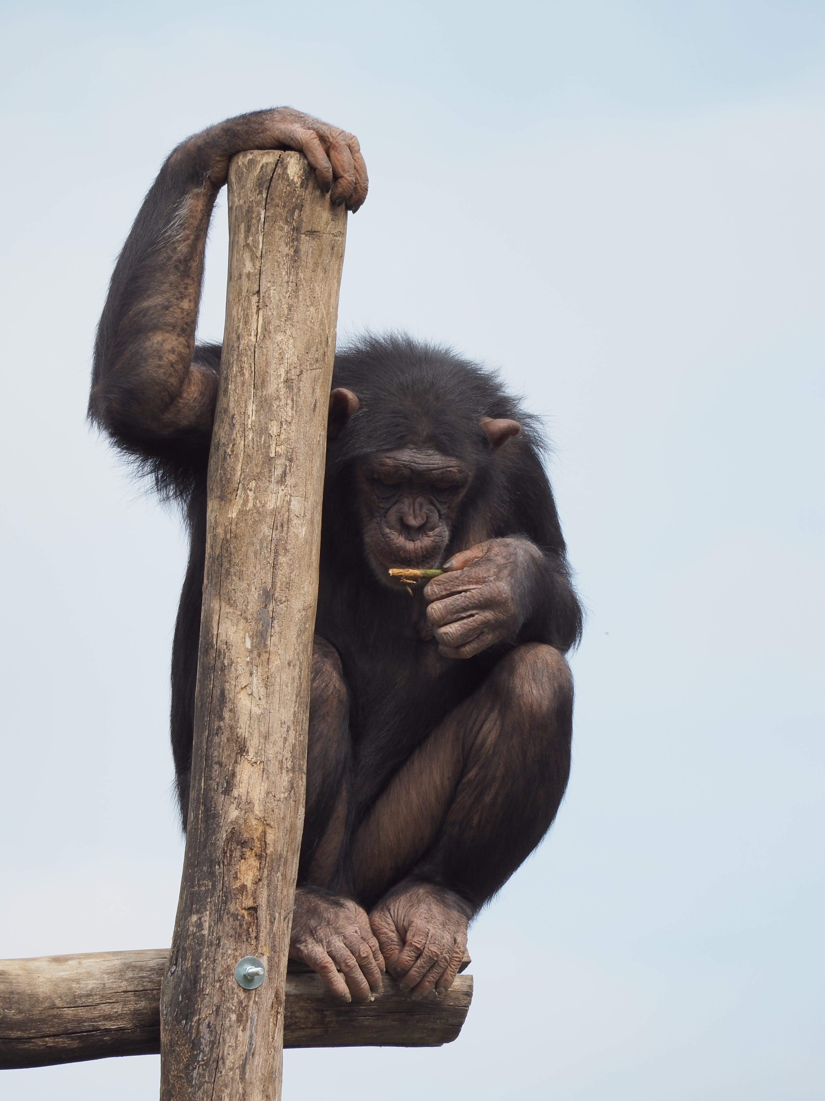 ape, animal, sitting, day, tree, 4K, vertebrate, wood - material, nature, animal wildlife, color Image, branch, Thinking, wildlife, Jump, primate, Monkey, Phone HD Wallpaper