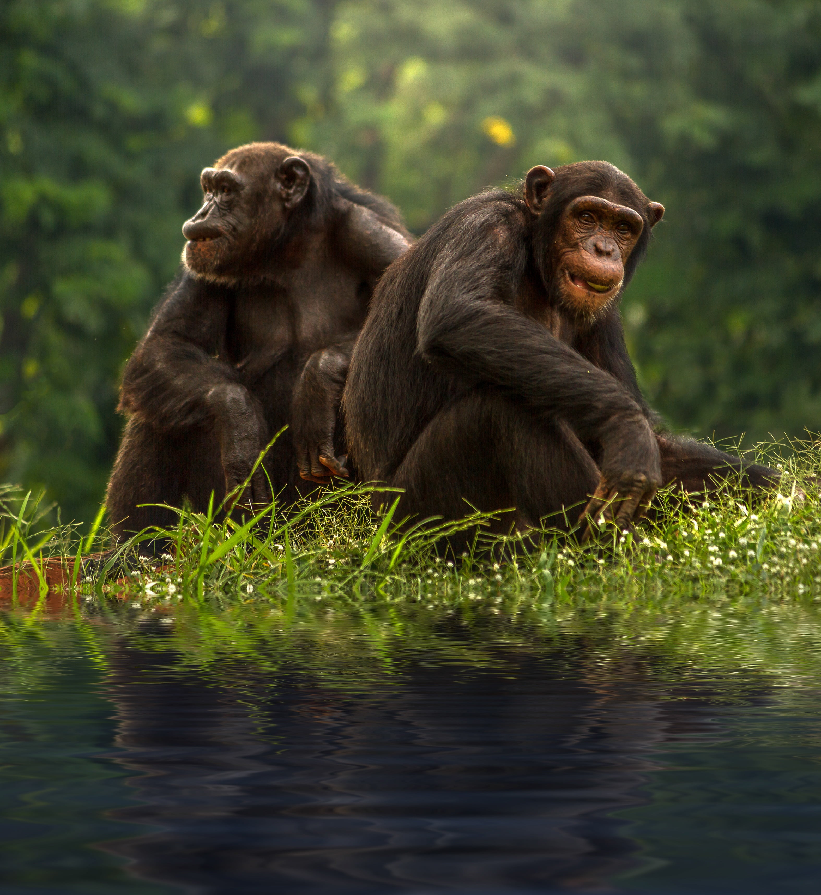 selective, zoo, lake, together, animal themes, two animals, outdoors, cut, full length, mae, 2K, think, monkey, pa, primates, ape, chimp, portrait, water, Phone HD Wallpaper