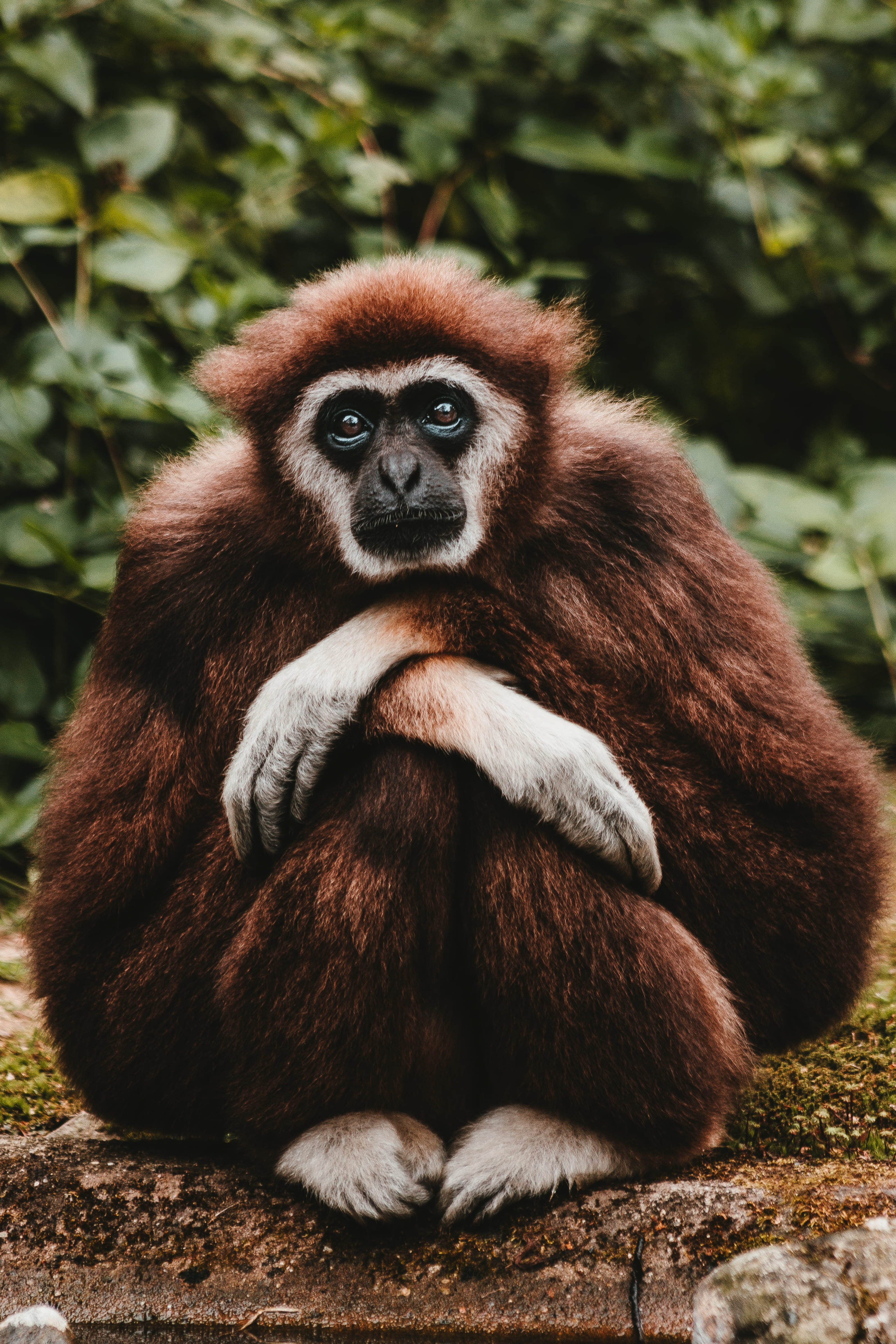 monkey, day, brown, red, outdoors, no people, nature, animals in the wild, primate, fur, mammal, folded, eye, photo, one animal, expression, looking at camera, Phone HD Wallpaper