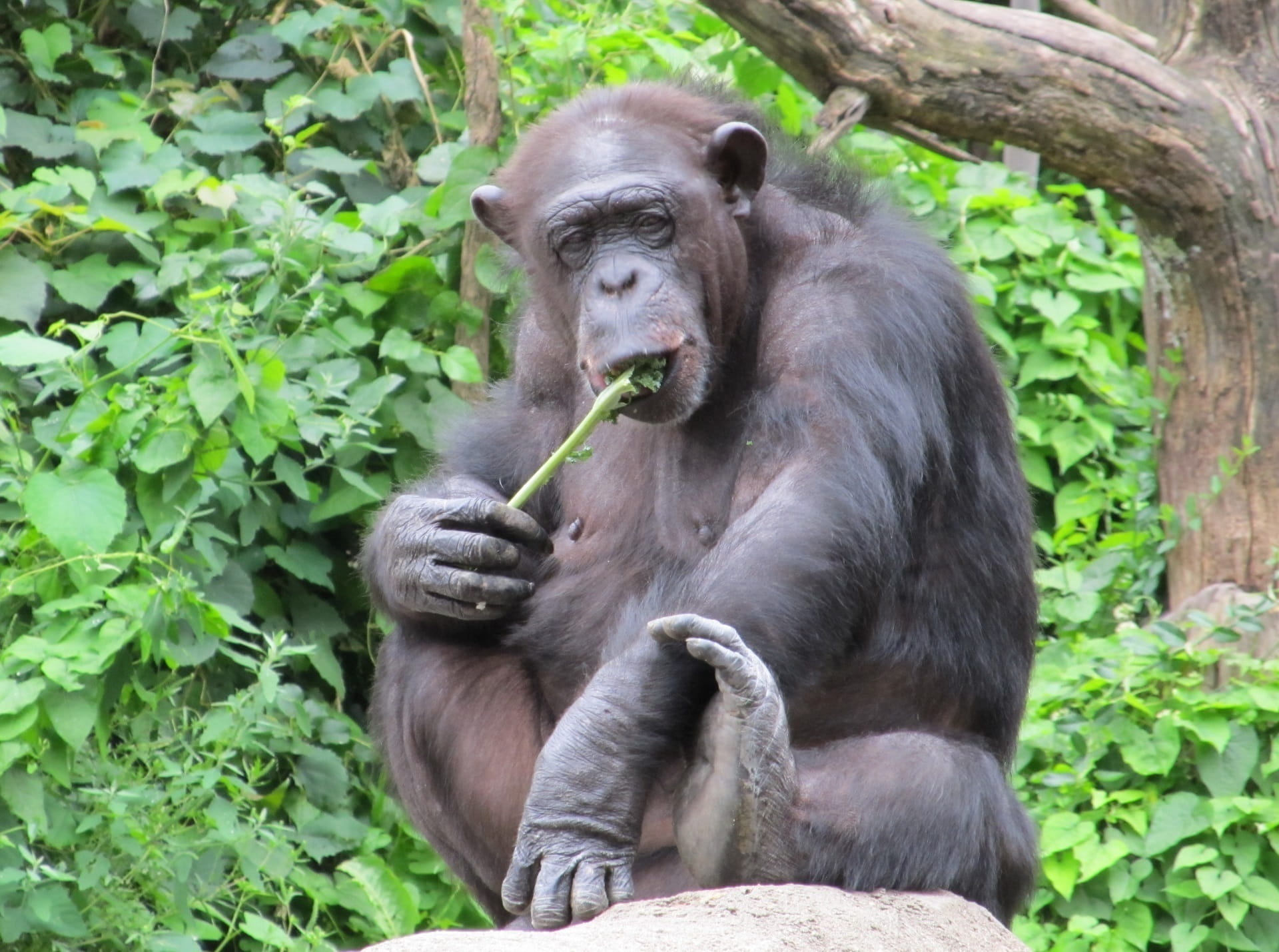 1080P, looking, no people, sitting, captive, leaf, hairy, zoo, chimp, rainforest, animals in the wild, plant, one animal, portrait, animal wildlife, cute, HD Wallpaper
