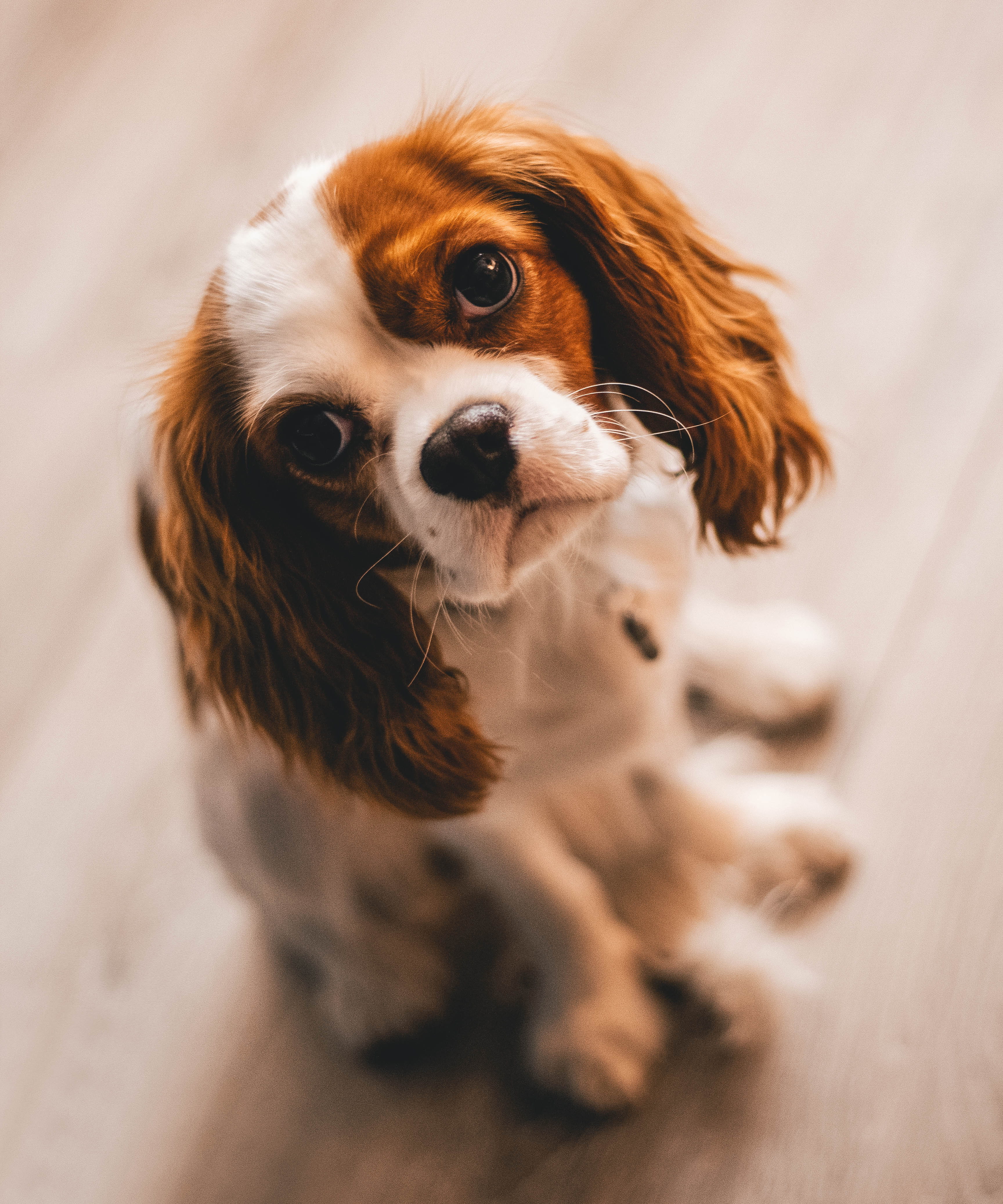 small, mammal, photography, vertebrate, charles, no people, lap dog, whelp, cavalier, fur, spaniel, portrait, little, focus, adorable, close-up, high angle view, Phone HD Wallpaper