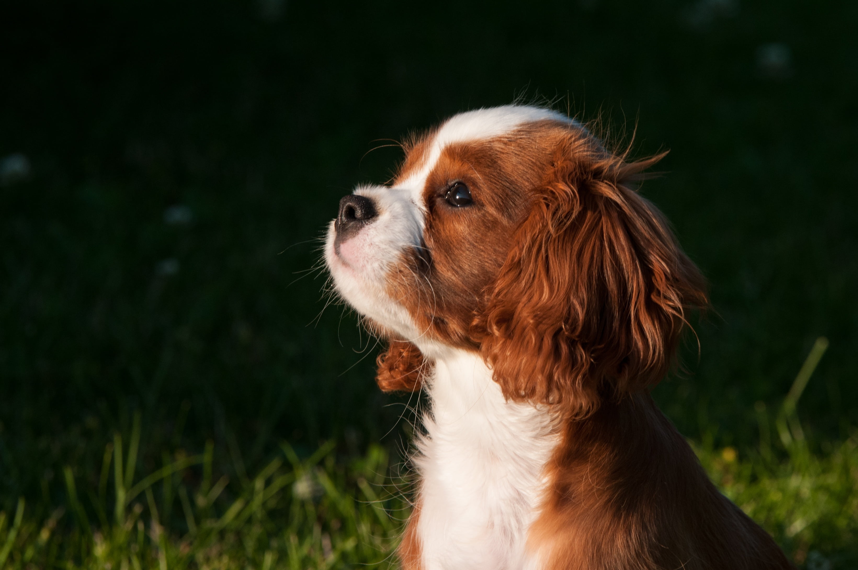 2K, purebred Dog, white, looking, animal, domestic, domestic Animals, puppies, small, one animal, charles, tan, pets, pet, vertebrate, cavalier, brown, HD Wallpaper