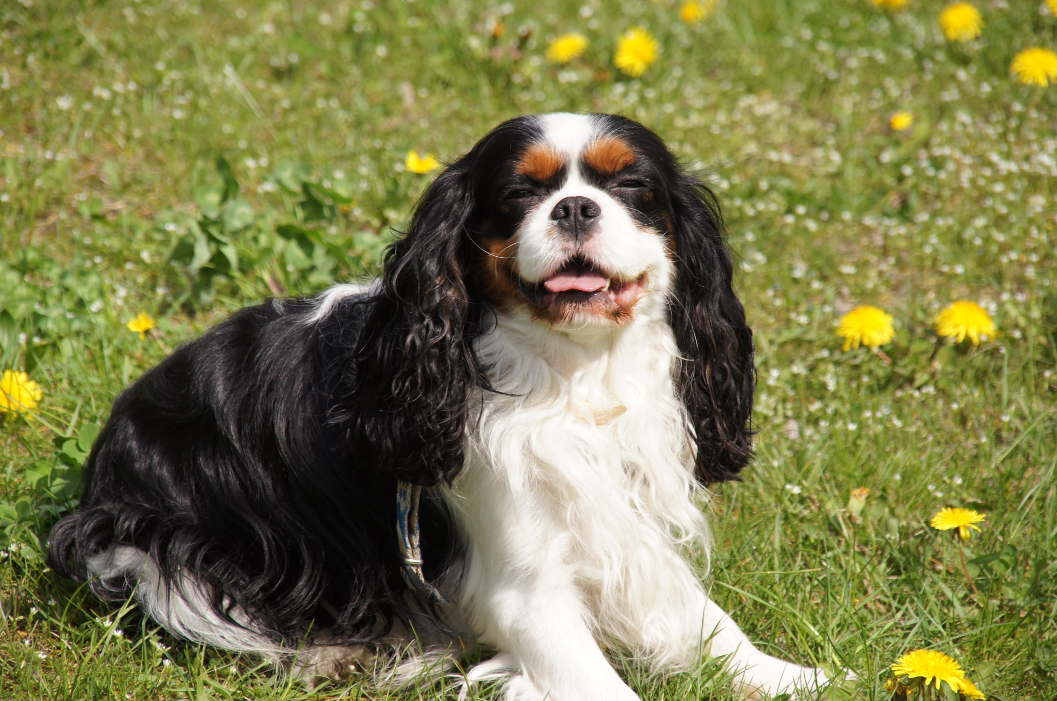 Spaniel, outdoors, charles, small, nature, cavalier, pets, Cavalier, the dog cavalier king charles spaniel, adult, no people, vertebrate, domestic animals, HD Wallpaper
