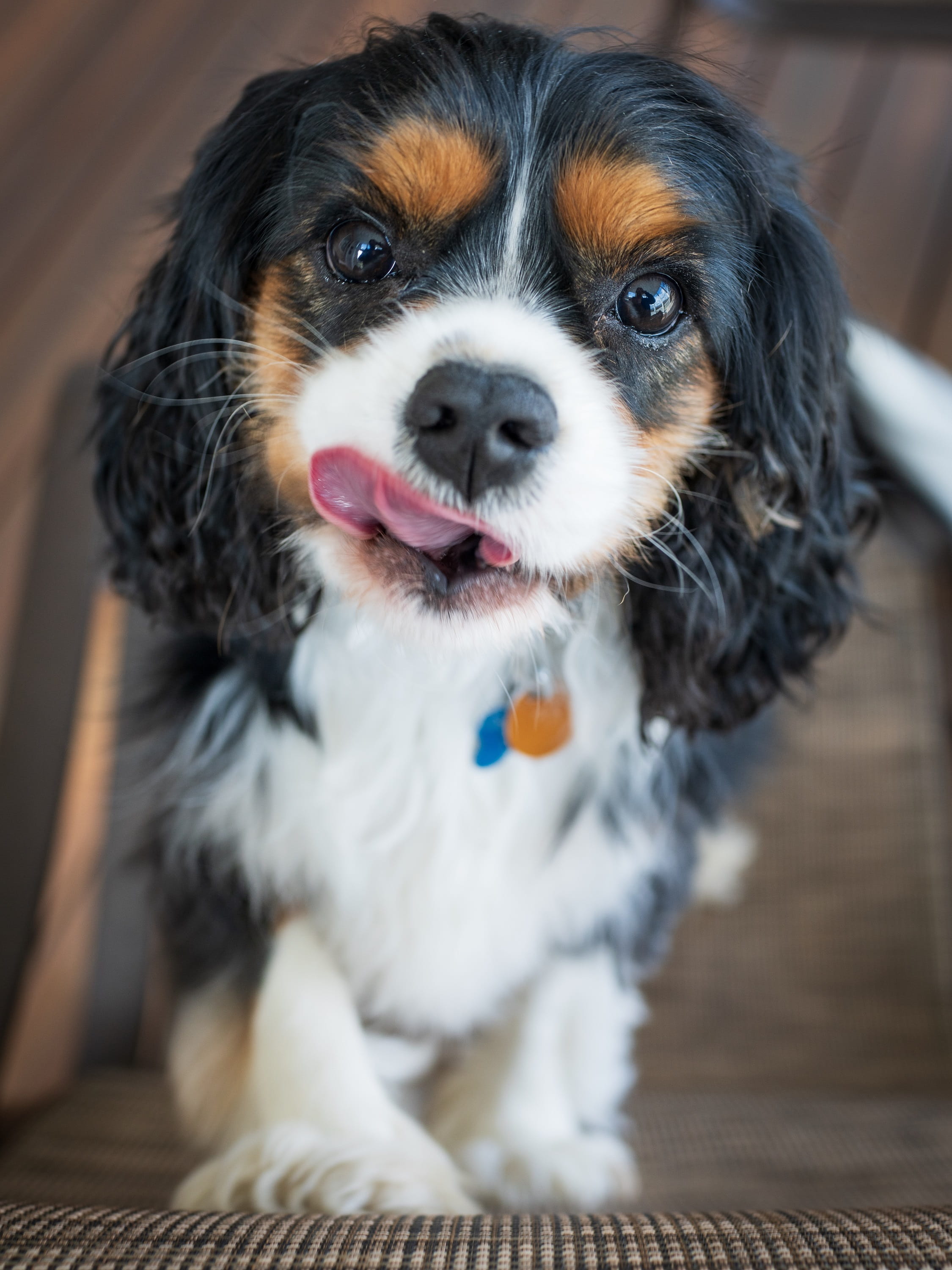 puppy, 2K, looking at camera, close up, indoors, mouth open, playful, lap dog, kirk, small, animal themes, canine, domestic animals, one animal, young, Phone HD Wallpaper