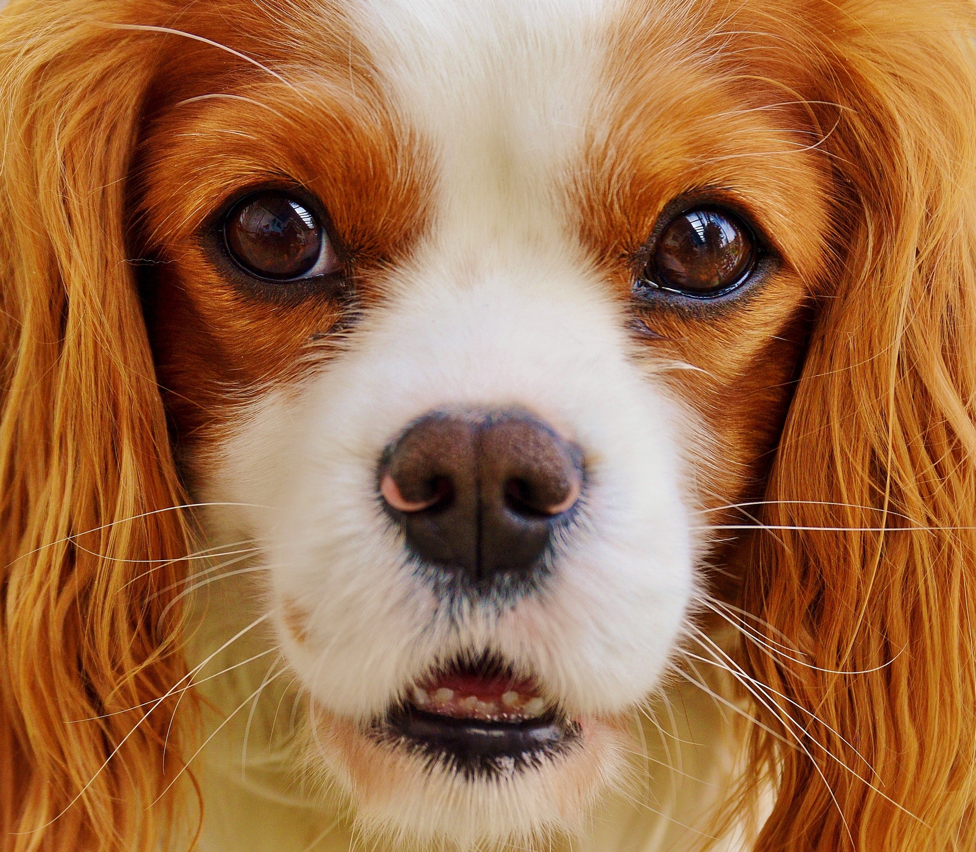 domestic animals, whisker, indoors, brown, vertebrate, purebred Dog, small, 1080P, pet, domestic, close-up, canine, puppy, spaniel, long, animal body part, HD Wallpaper