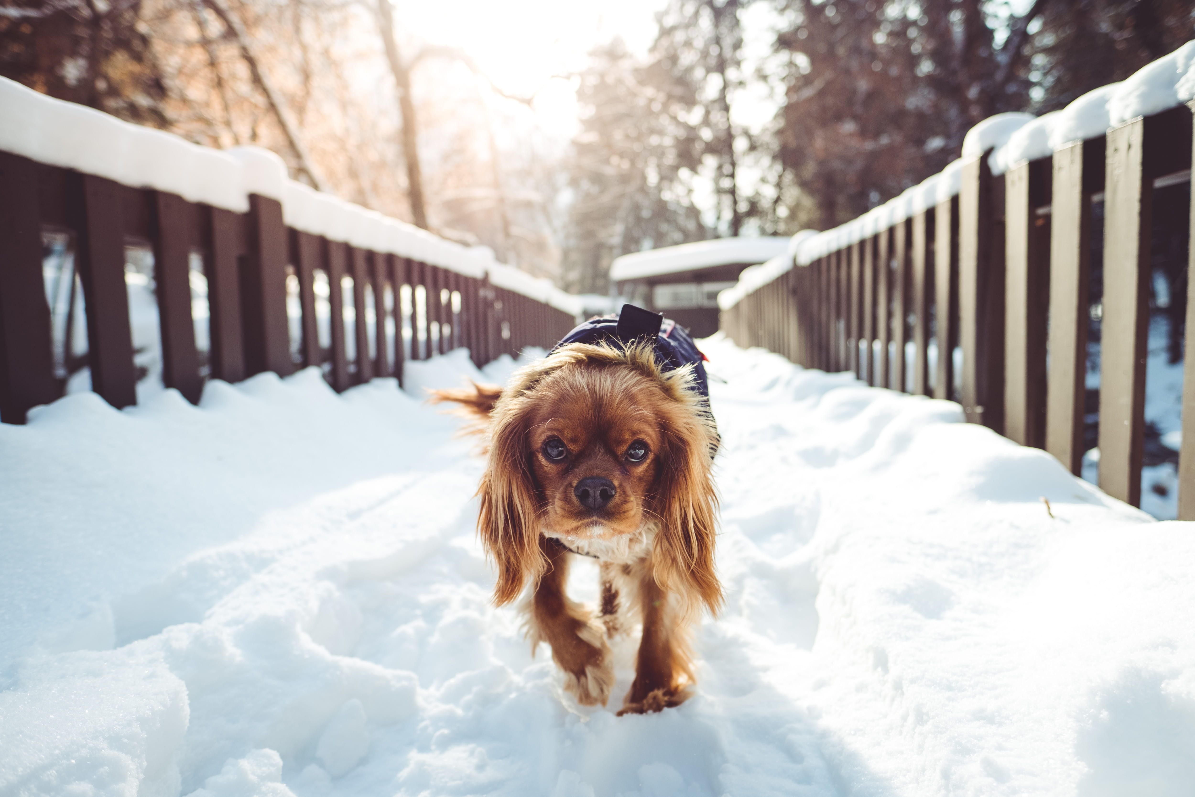 charles, covering, snow, cute, looking at camera, pathway, dog walking, cavalier, pets, dog, animals And Pets, puppy, portrait, Cavalier King Charles Spaniel, HD Wallpaper