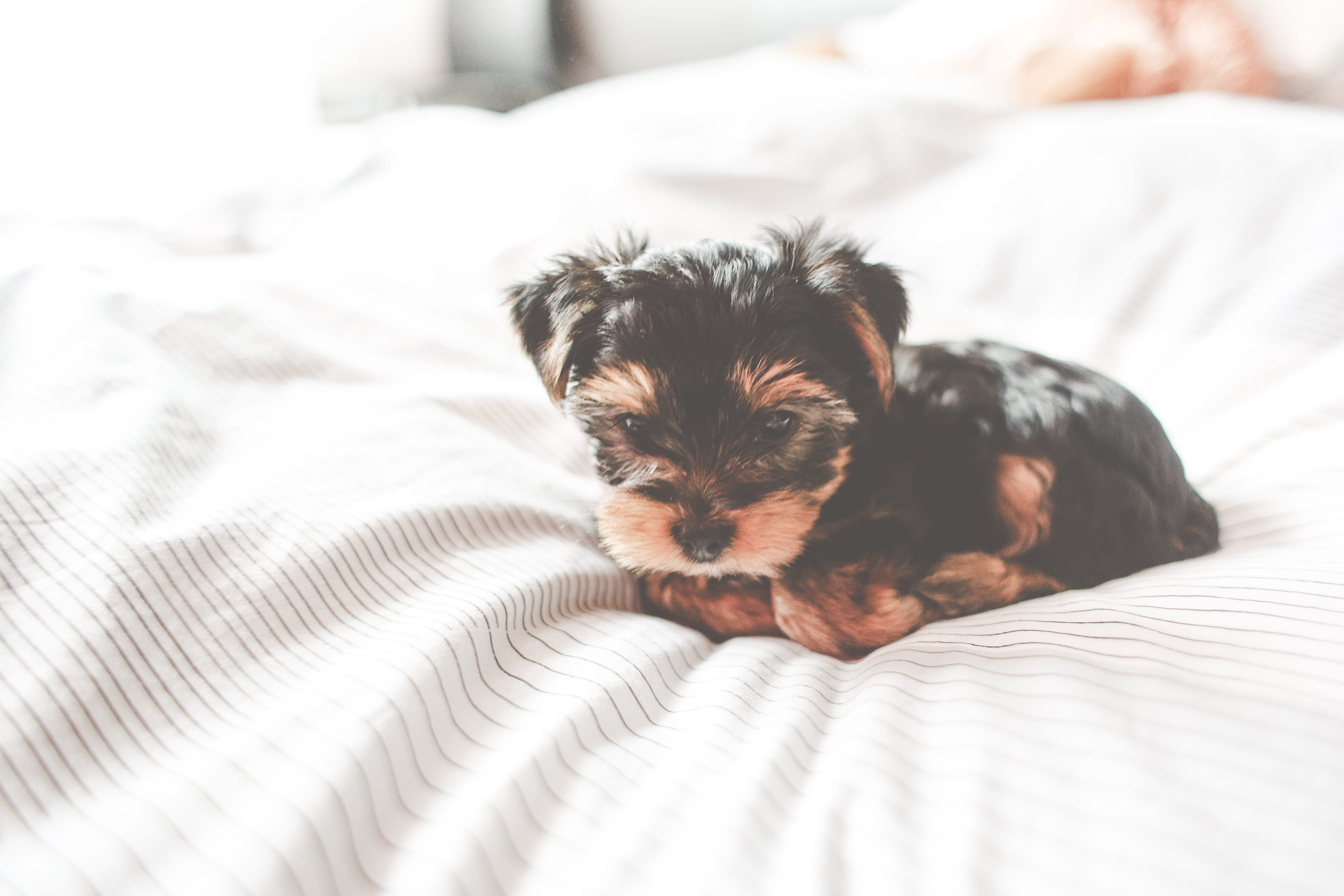 canine, no people, vertebrate, duvet, comfortable, dogs, lying Down, Cute, yorkshire, friendship, portrait, jessie, bed, mammal, animals, home interior, HD Wallpaper