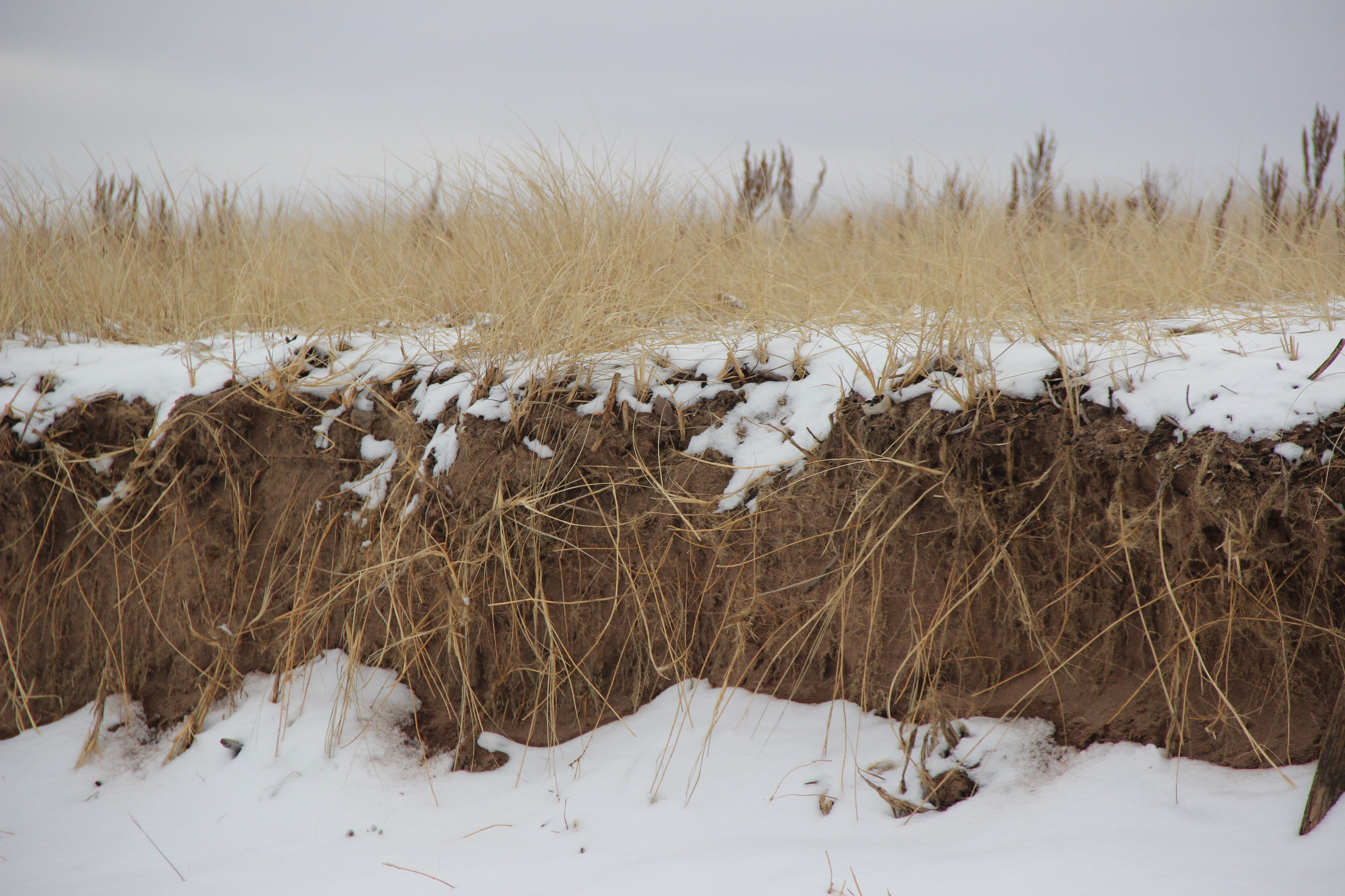 covering, winter, cold temperature, shoreline, beige, tranquil scene, bird, field, non-urban scene, minnesota, great lakes, nature, grass, dunes, pastels, HD Wallpaper