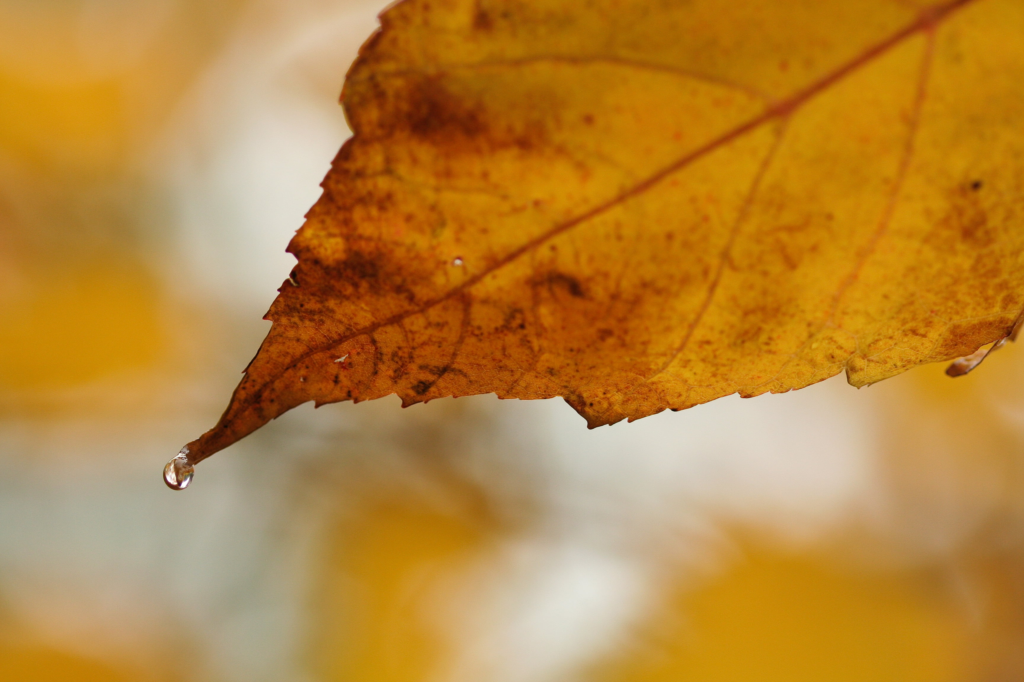 forest, IMG, outdoors, Duluth  Minnesota, autumn, brown, leaves, Rain 2, water, dew, close-up, backgrounds, photograph, yellow, macro photograph, leaf, HD Wallpaper
