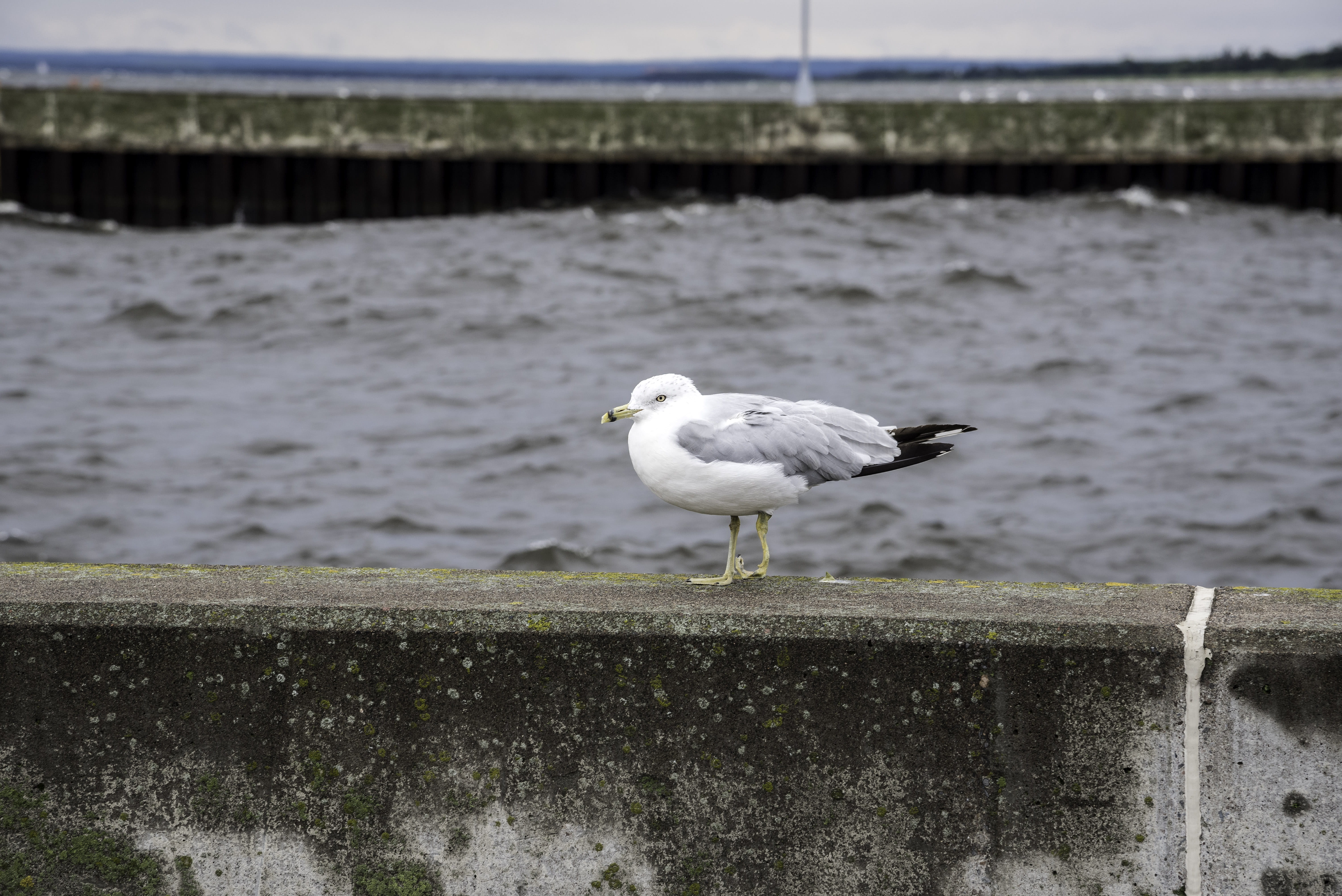 wildlife, United States, lake superior, Duluth, sea bird, duluth, Minnesota, nature, outdoors, no people, one animal, wall, focus on foreground, minnesota, HD Wallpaper