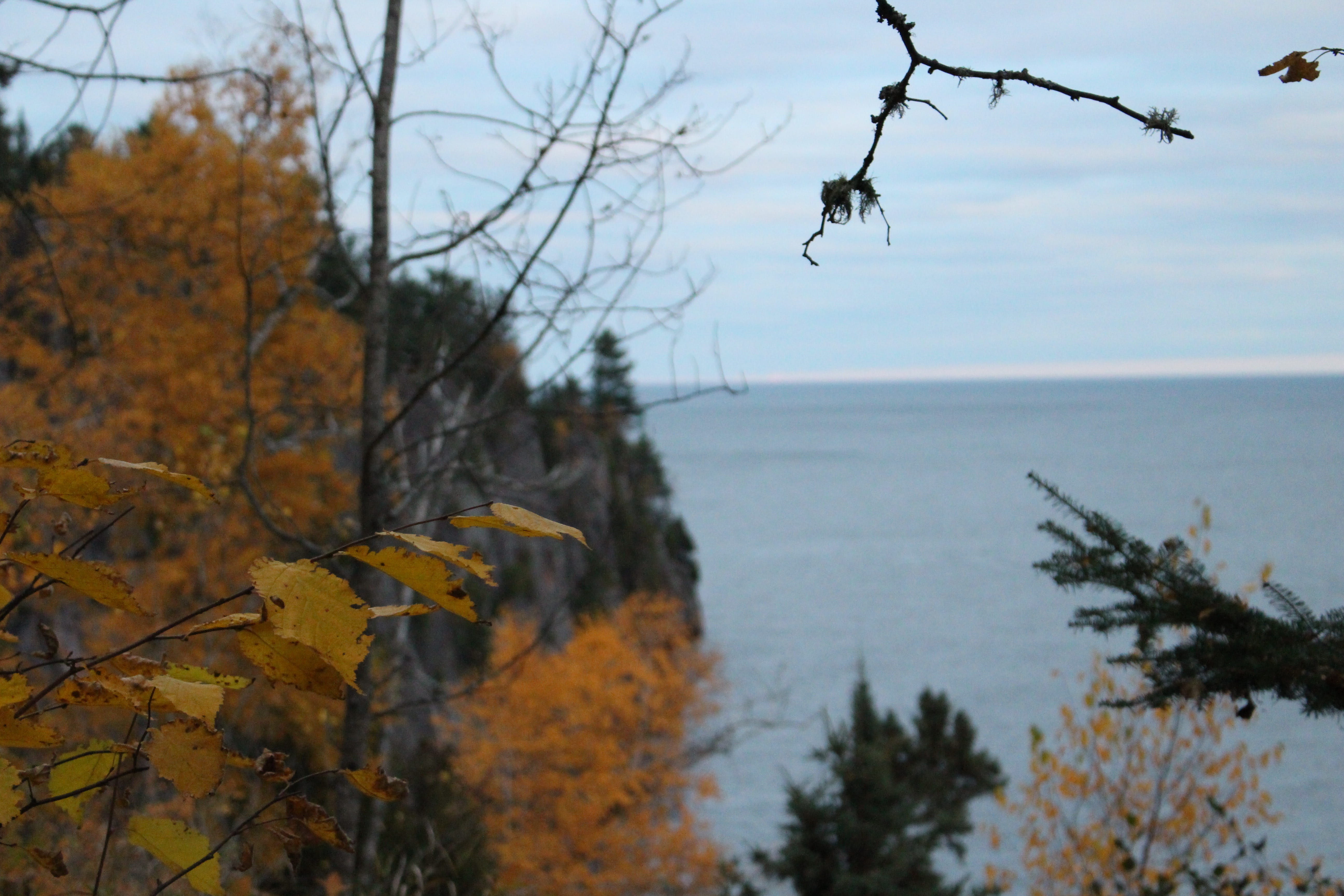 minnesota, focus on foreground, beauty in nature, duluth, sea, 5K, lake, plant, leaf, scenics - nature, north, no people, nature, forest, sky, day, outdoors, HD Wallpaper