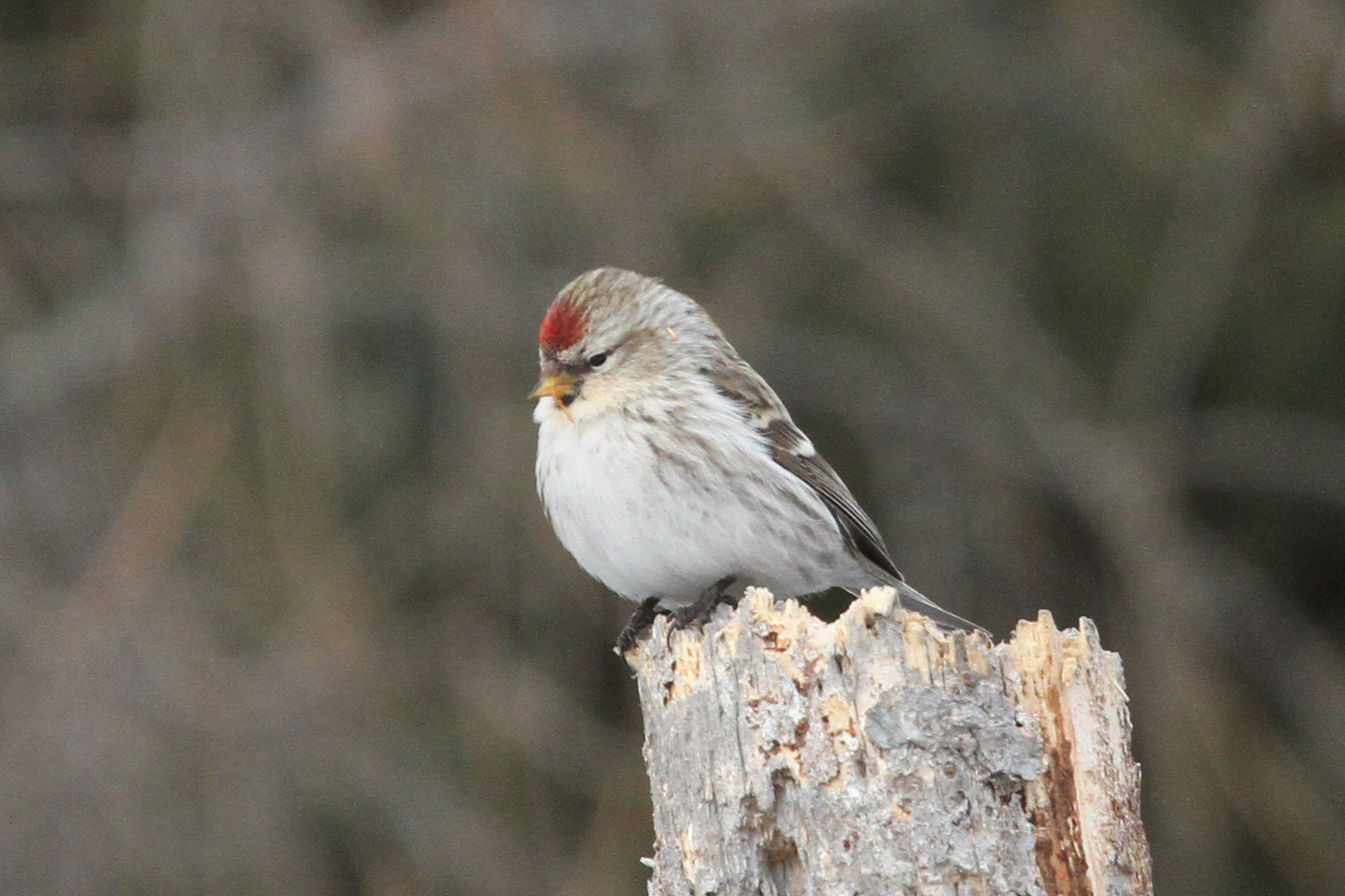 branch, nature, small, Hoary Redpoll, perching, feather, 5K, wood, hoary, animal, redpoll, wildlife, dead wood, beak, dead, bird, sparrow, Hoary  Redpoll, HD Wallpaper