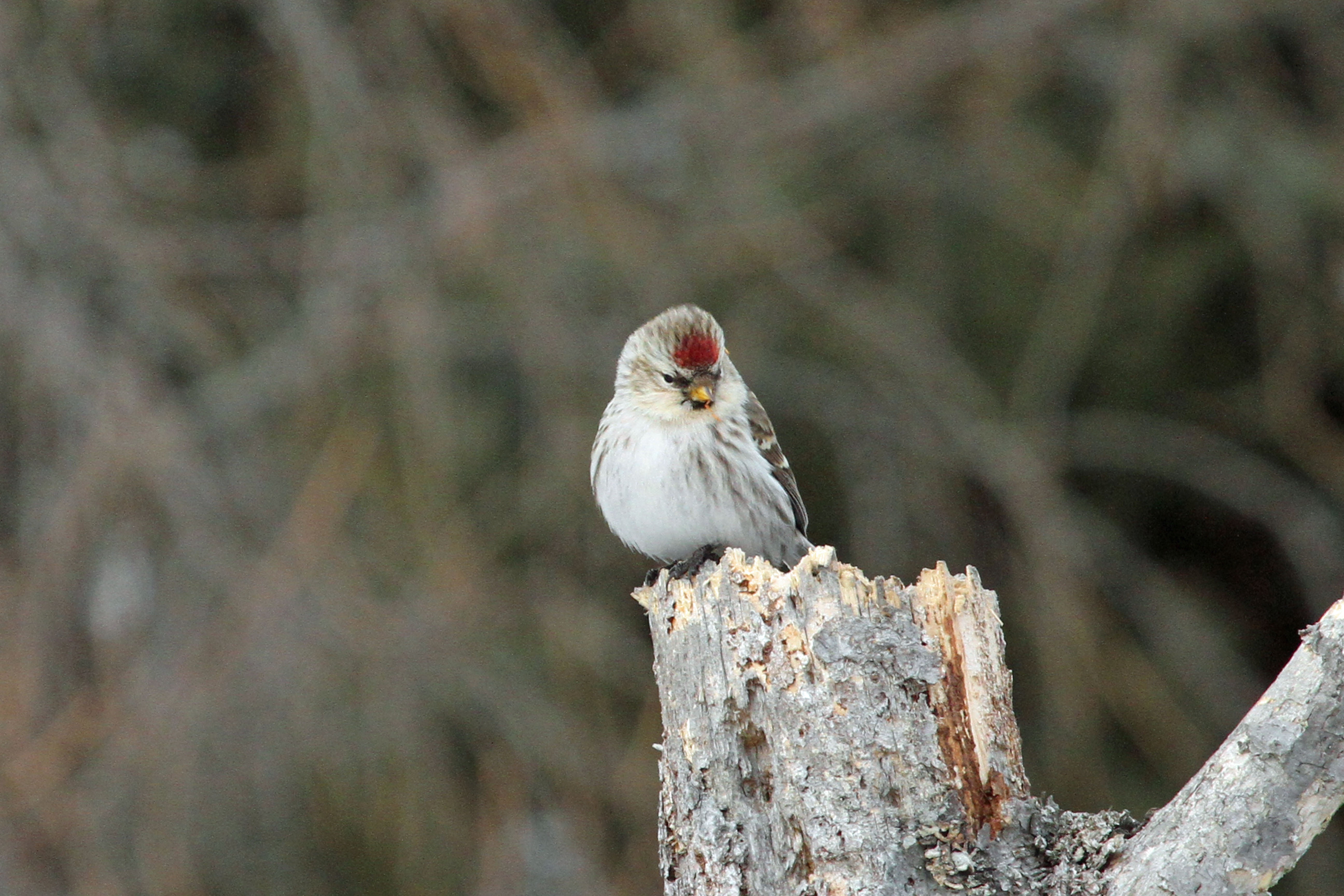 black, branch, duluth  minnesota, nature, tree branch, animal, bird, hoary, short, sparrow, 5K, beak, daytime, outdoors, Hoary Redpoll, wildlife, white, HD Wallpaper
