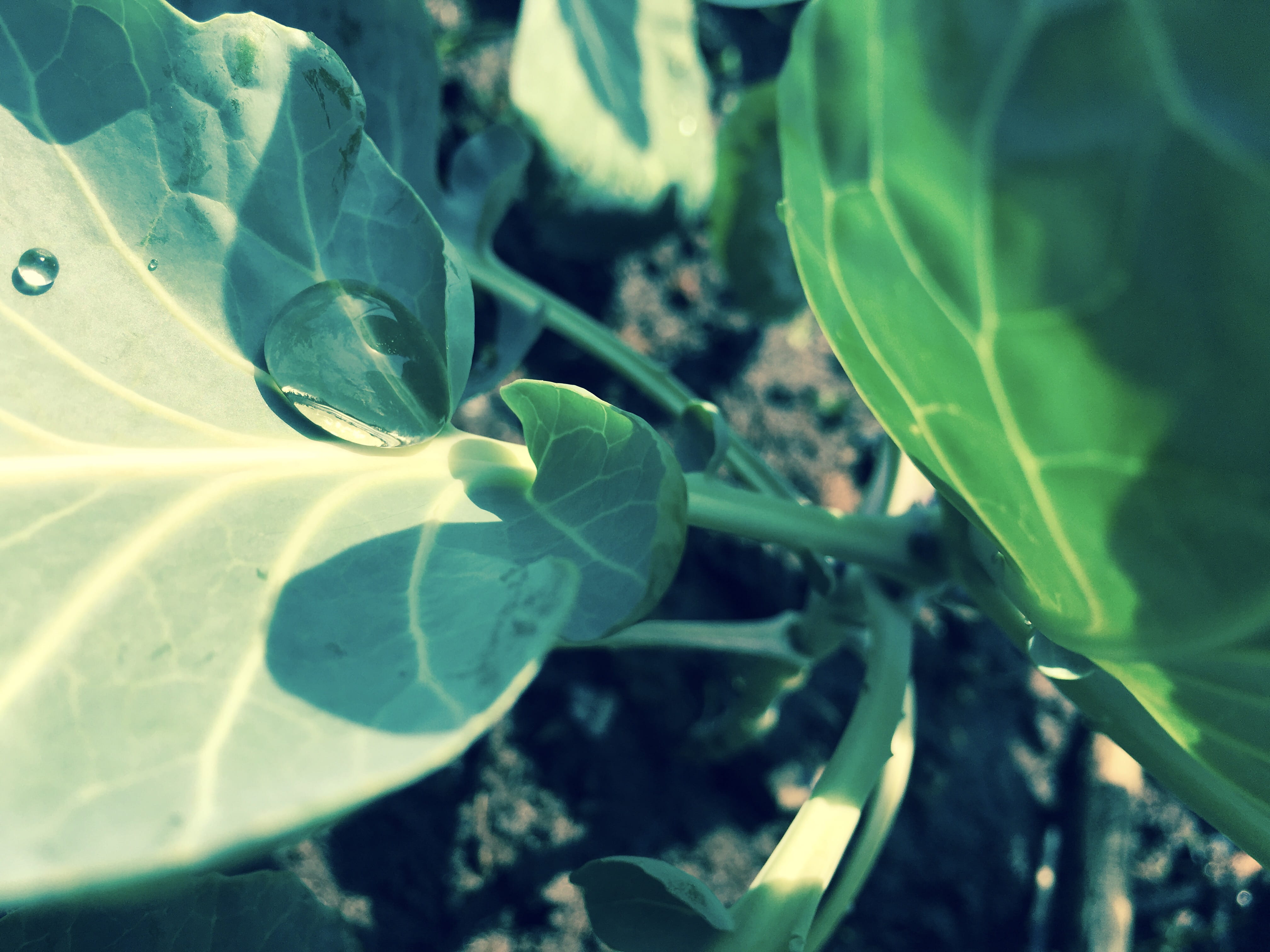 garden, leaf vein, freshness, water droplet, close-up, 4K, drop, fisheye, cabbage, day, reflection, no people, sunlight, field, green color, food and drink, HD Wallpaper