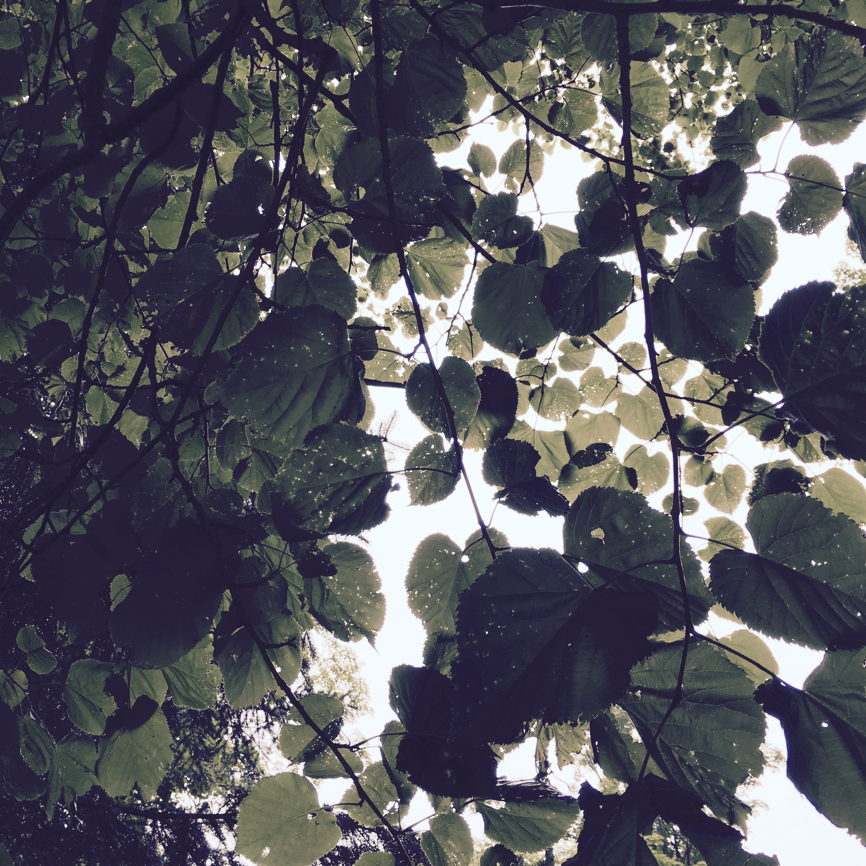 grey, united states, sunlight, 2K, pattern, water, close-up, duluth, light, tranquility, foliage, sky, leaves, day, forest, plant, growth, green, high angle view, Phone HD Wallpaper
