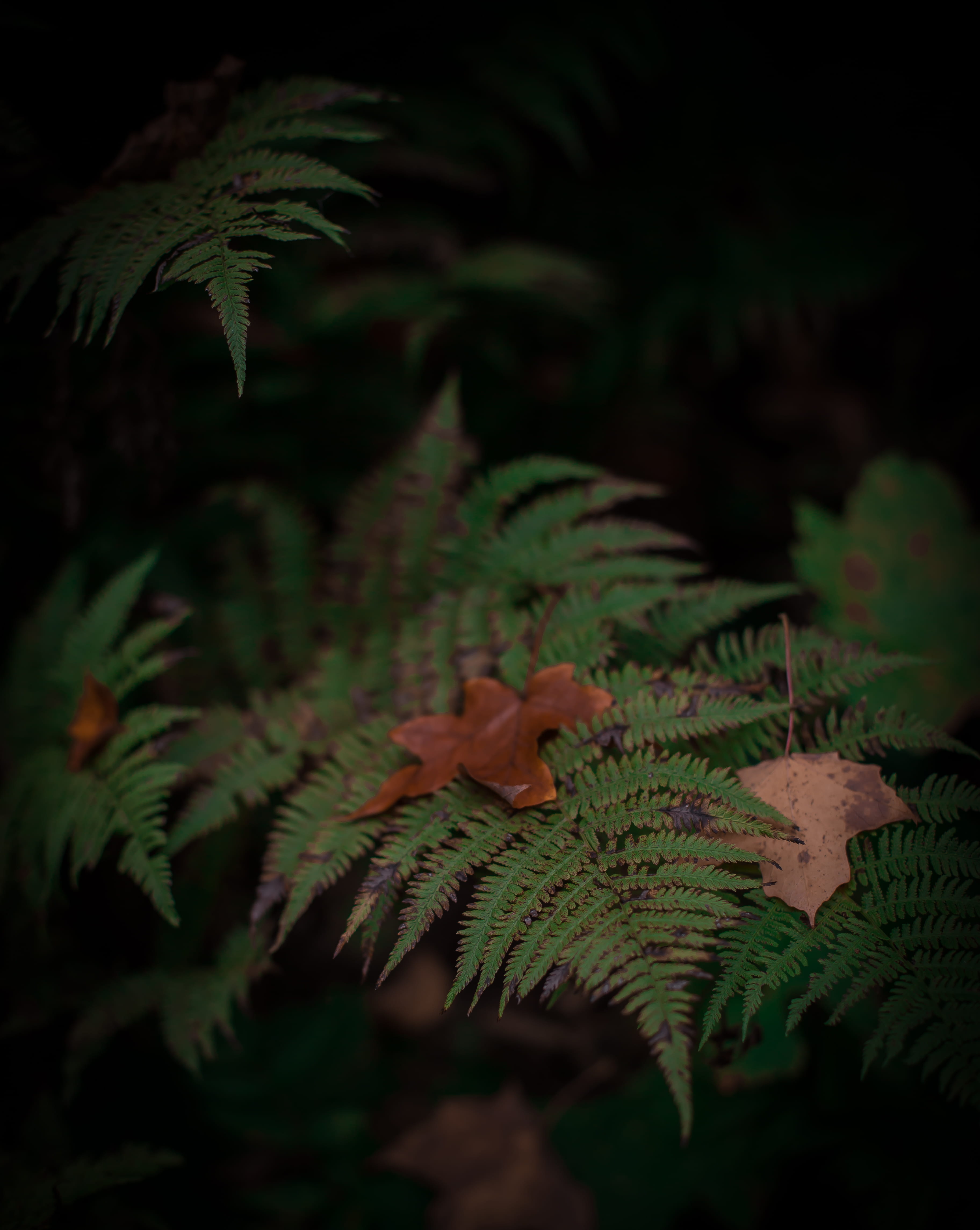 no people, duluth, selective focus, focus on foreground, growth, plant part, natural condition, maple leaf, green color, united states, nature, land, forest, Phone HD Wallpaper