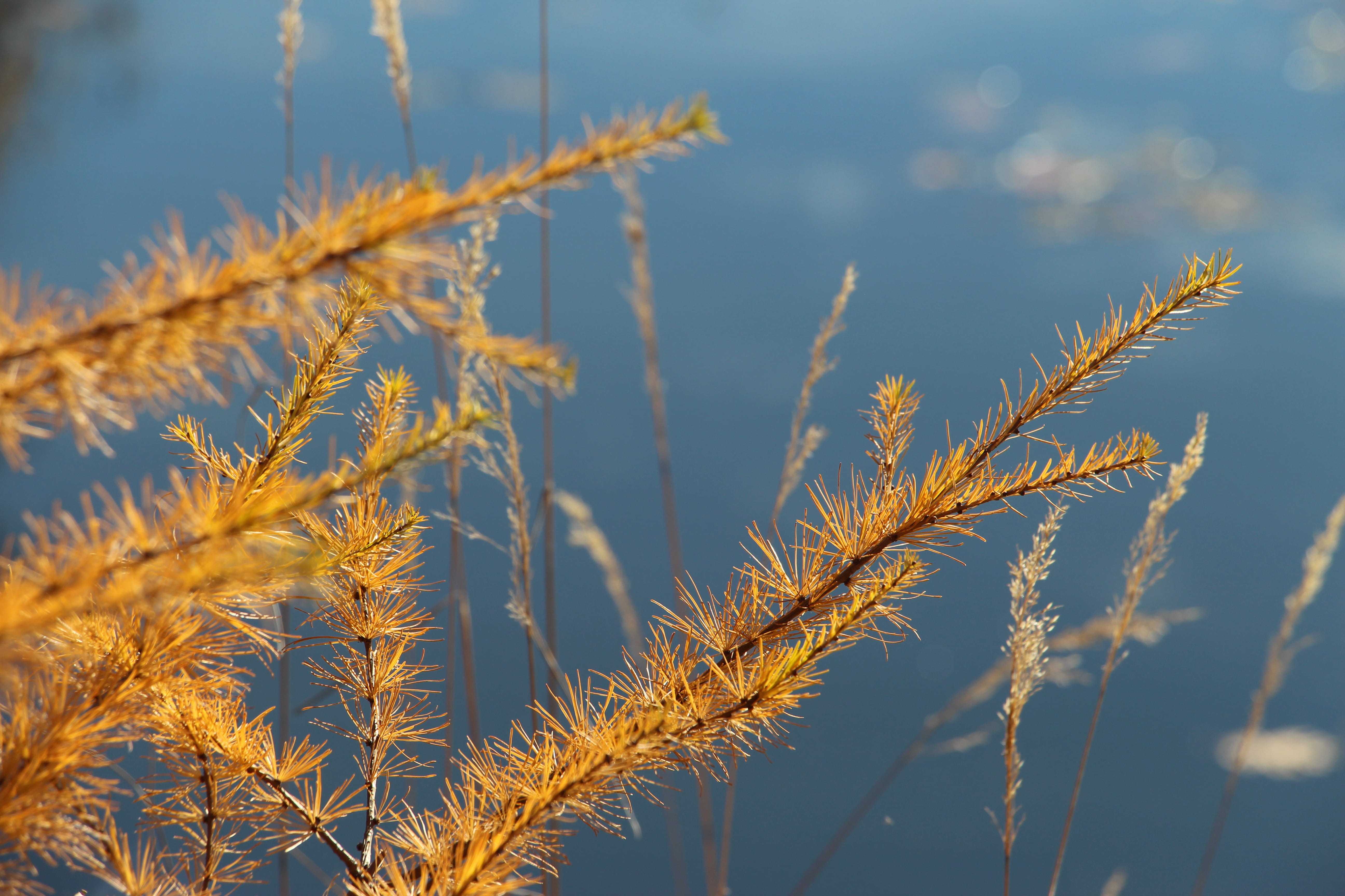 day, landscape, pine, wheat, plant stem, outdoors, focus on foreground, rural scene, sun, tranquility, dried, selective focus, no people, crop, growth, HD Wallpaper